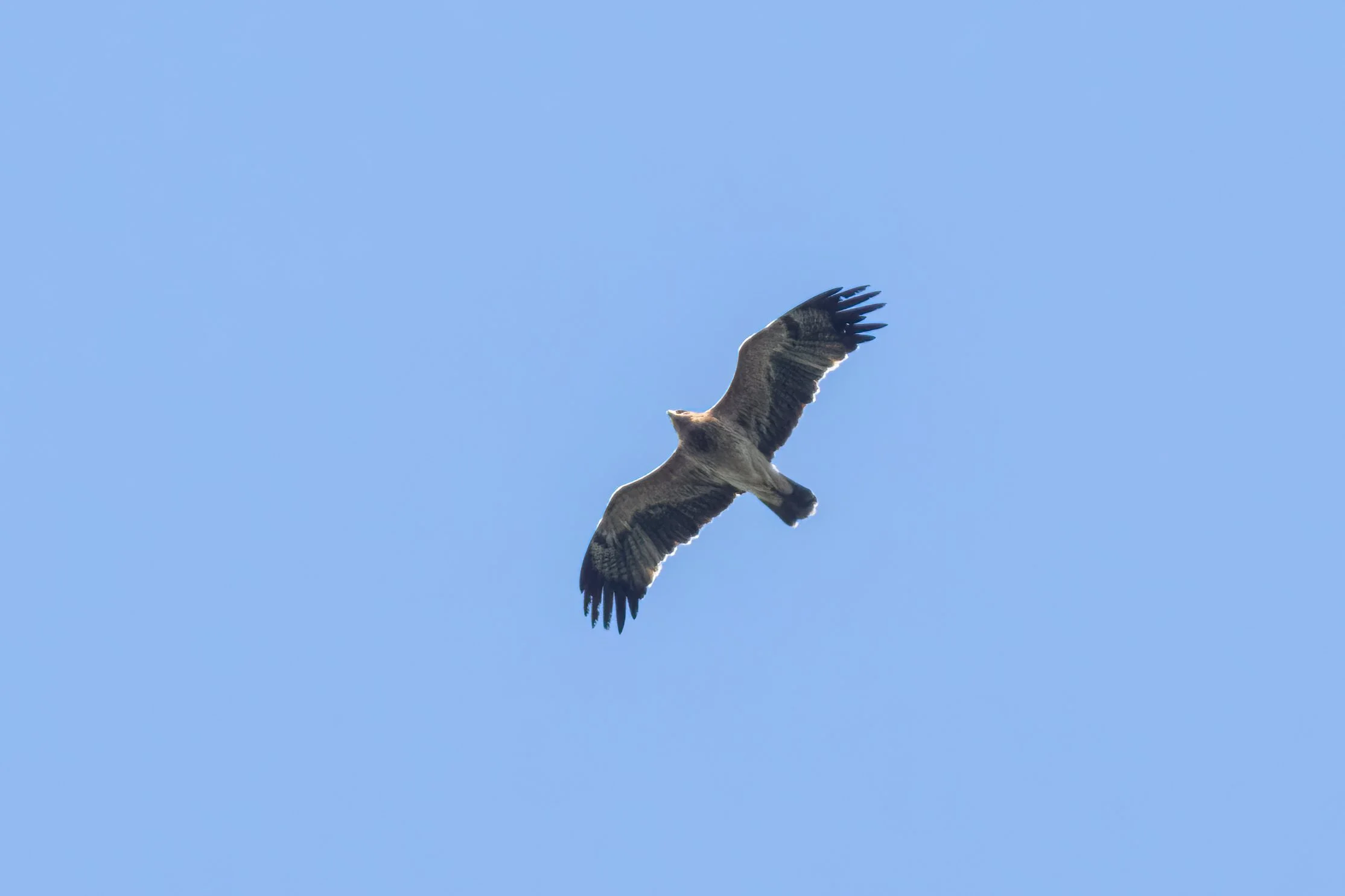 Amid the hundreds of eagles, the few Imperial Eagles always provide plenty of excitement among our counters. Photo by Marc Heetkamp.