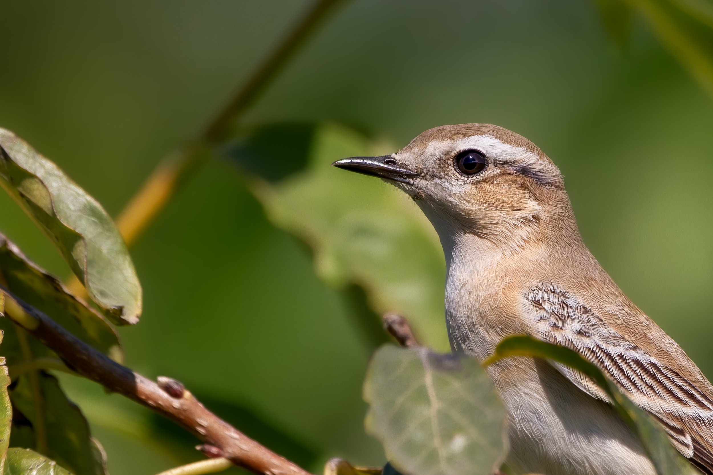 Northern Wheatear. Photo by Eduardo Campo Wals.