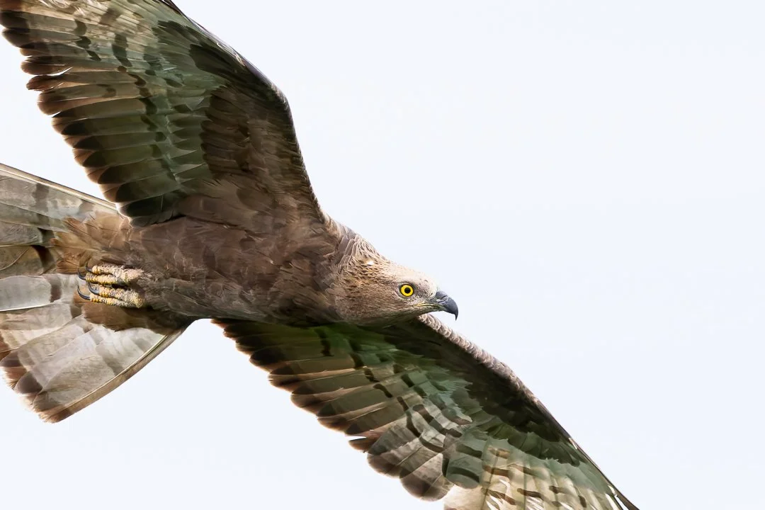During the Honey Buzzard peak, we often get close-up views of this beautiful species. Photo by Eduardo Campo Wals.