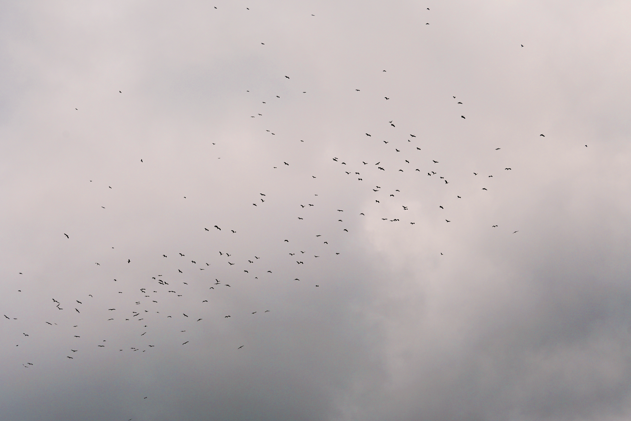 White Storks appearing from the clouds, the first of few large flocks we count each season. Photo by Eva Drukker.