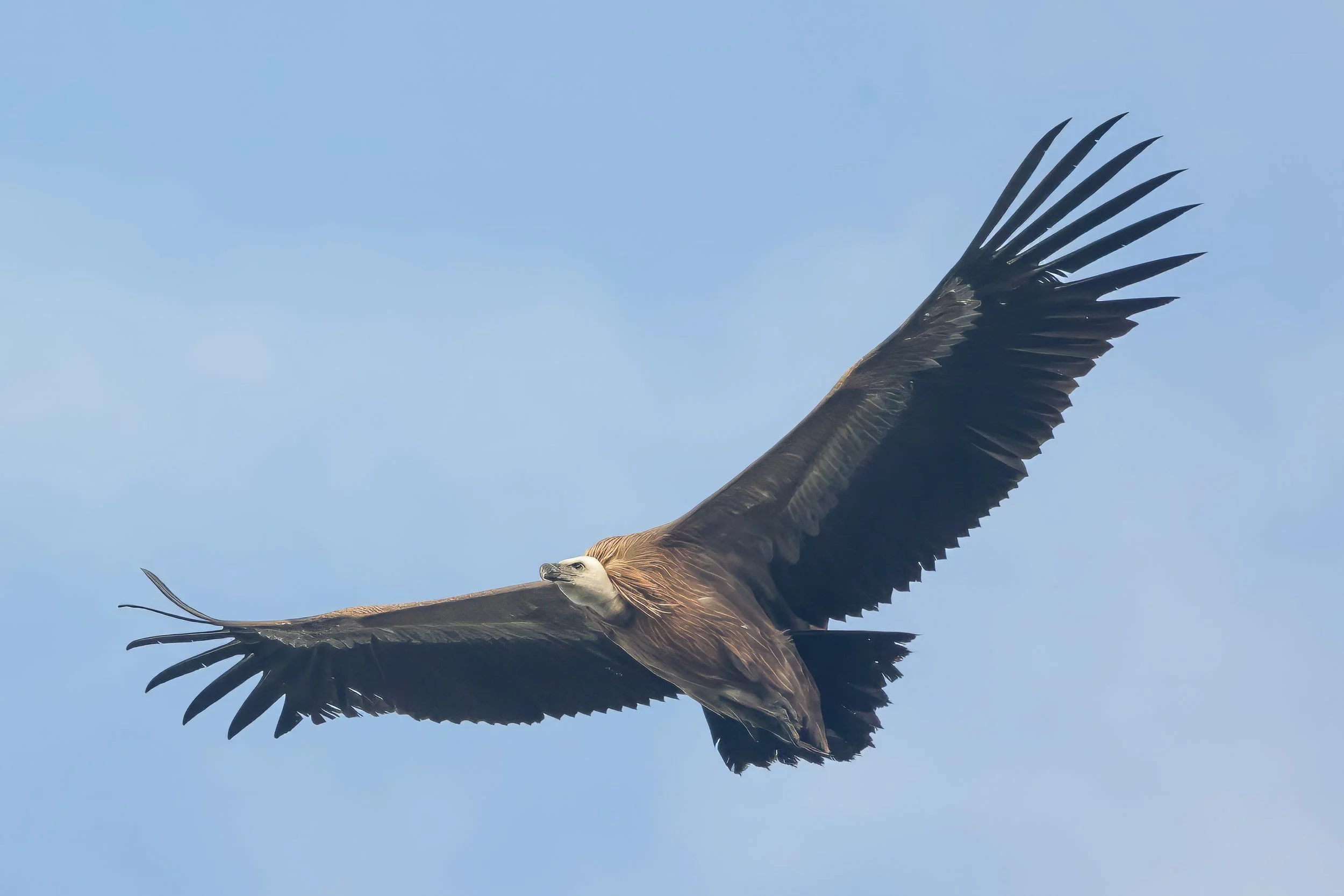 Whether it was the stench of our counters after standing on top of a hill for over 1.5 months, or simply a Griffon Vulture wanting to be photographed, in any case an unforgettable close encounter with this truly majestic species. Photo by Filiep T'jo