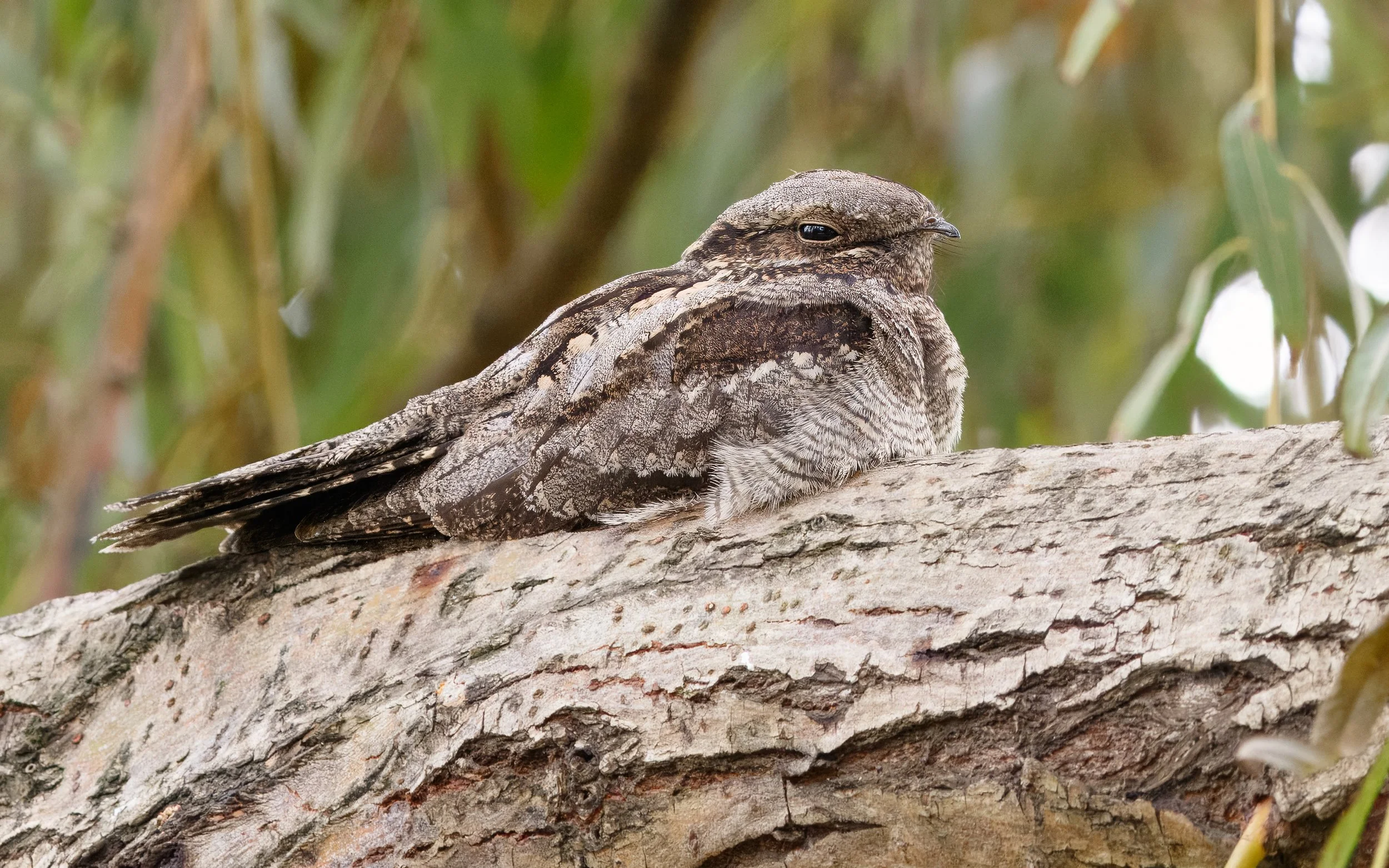 European Nightjar. Photo by Tohar Tal.
