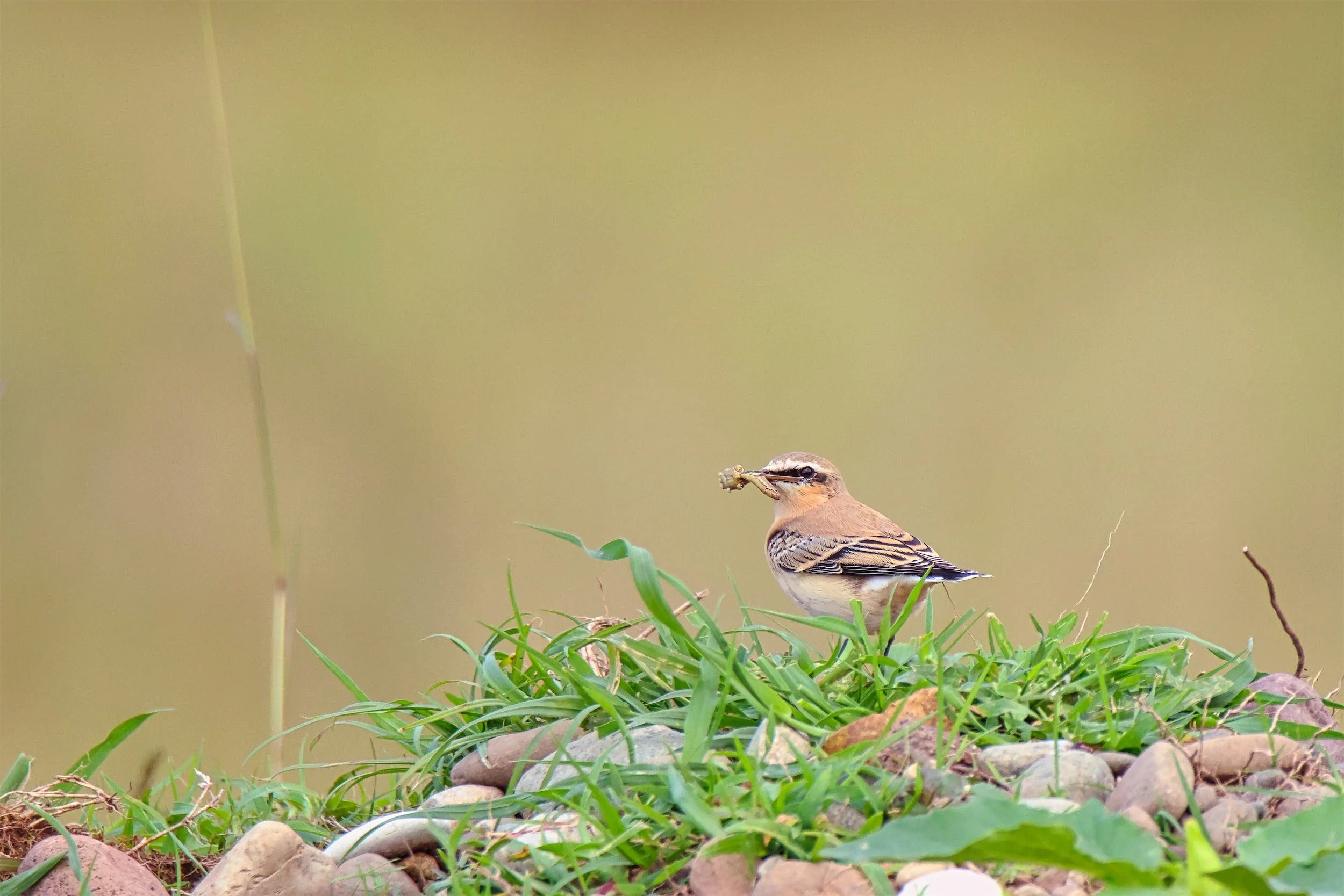 Northern Wheatear. Photo by Matthew Sprangers.