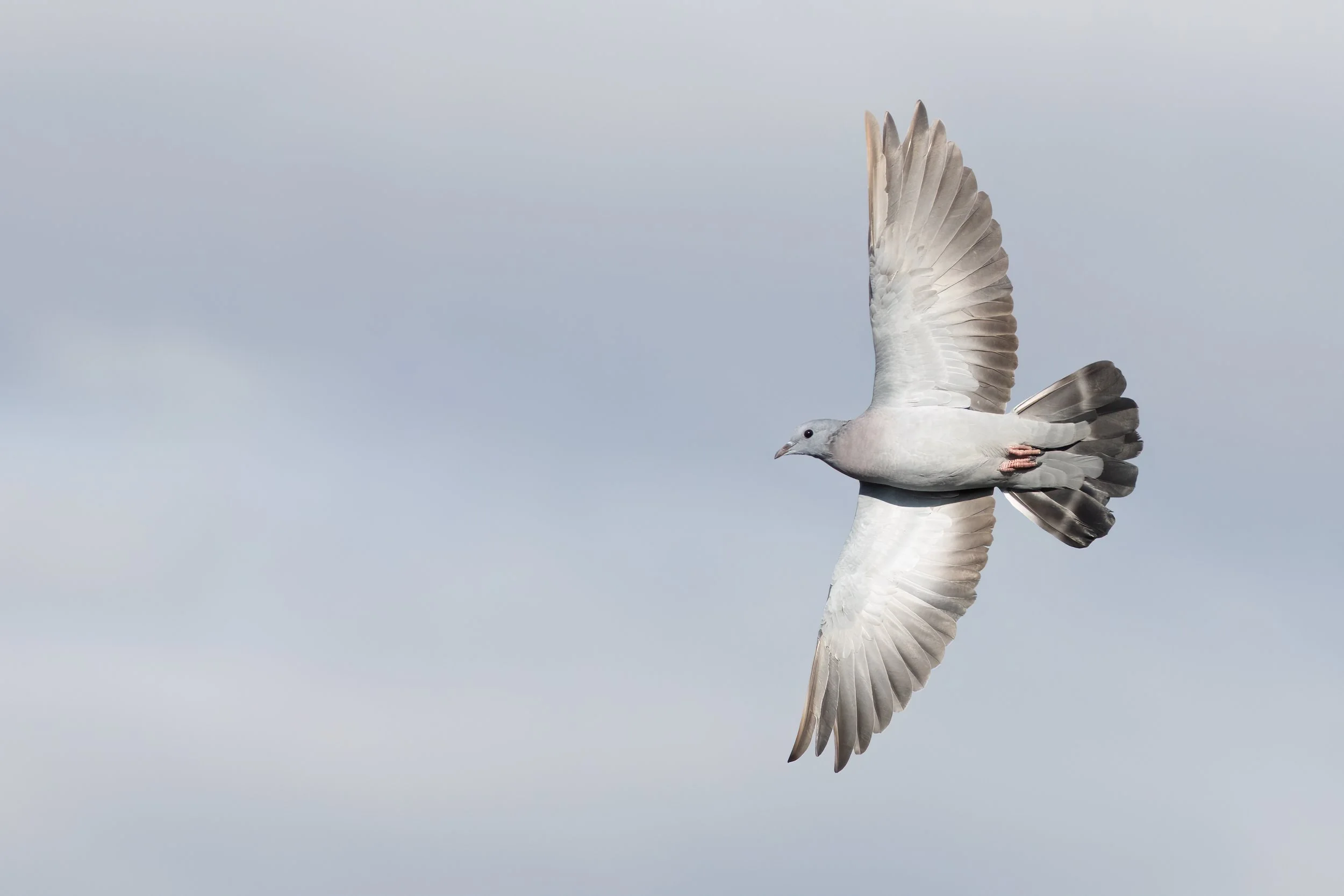 It's not often that Stock Doves come this close! Photo by Marc Heetkamp.