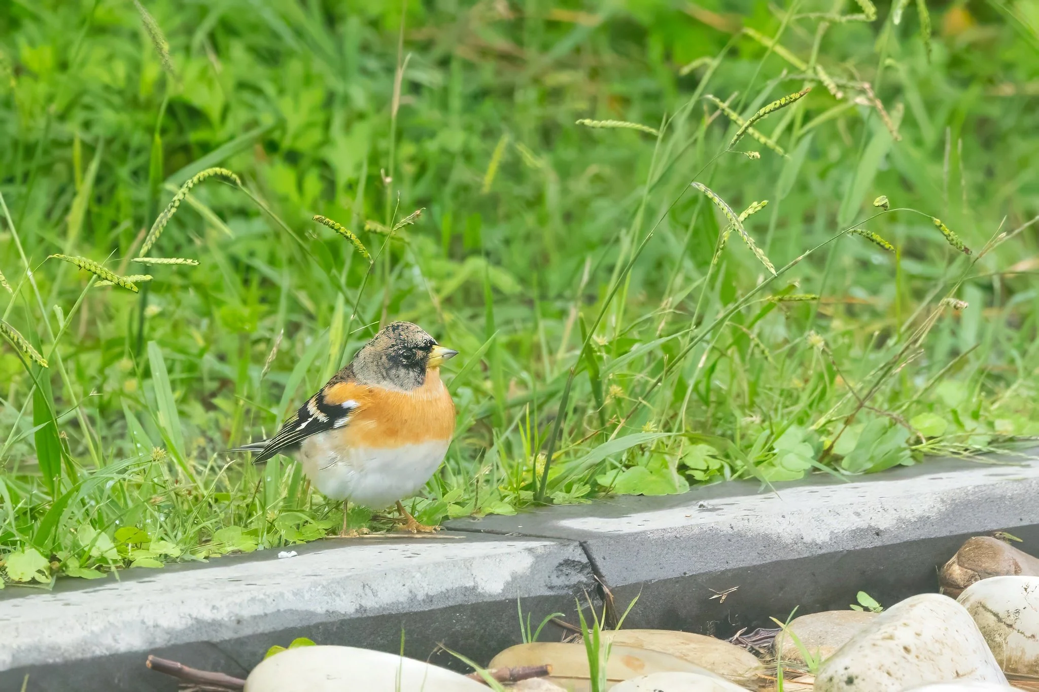 Brambling. Photo by Filiep T'jollyn.