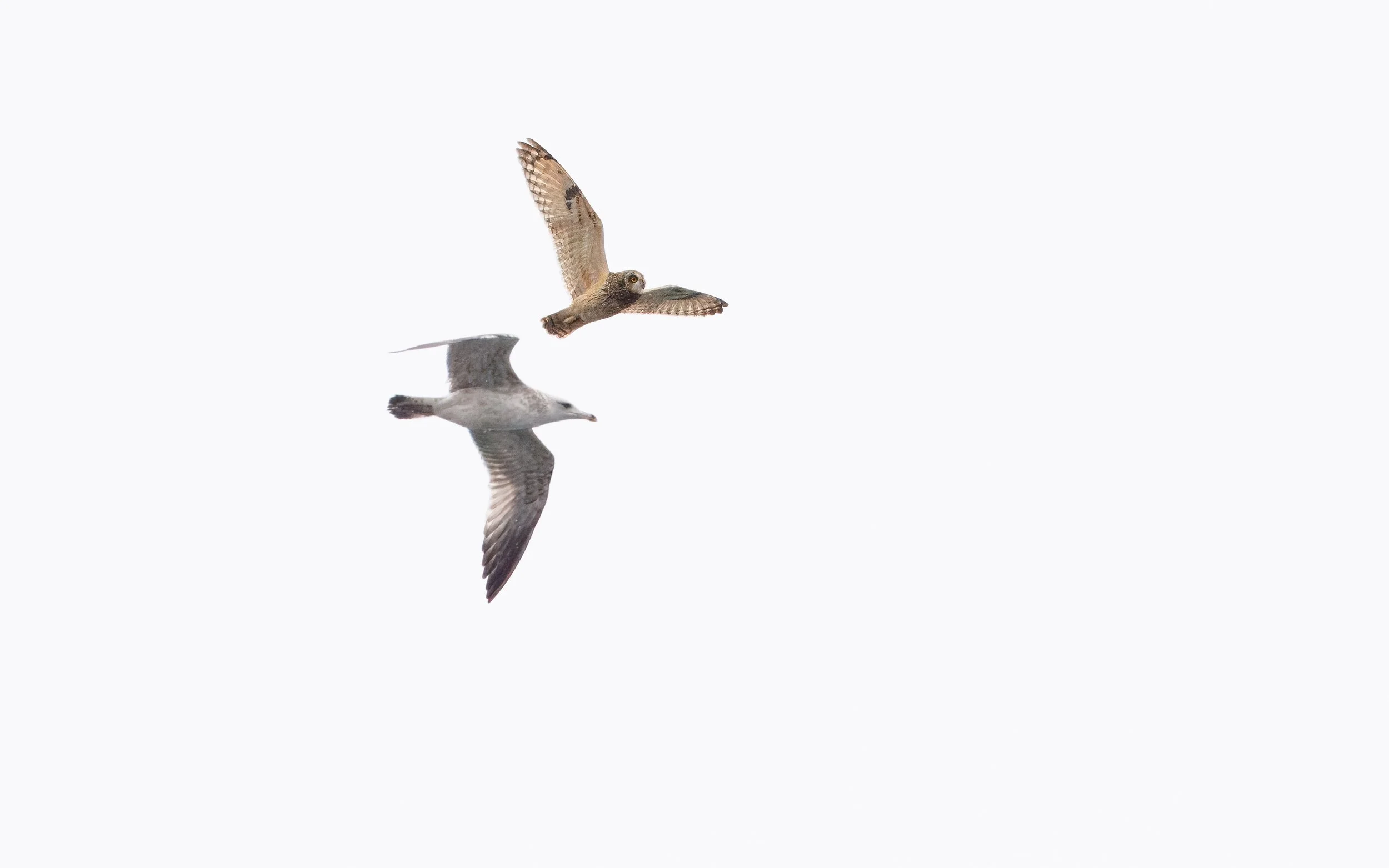 Short-eared Owl. Photo by Tohar Tal