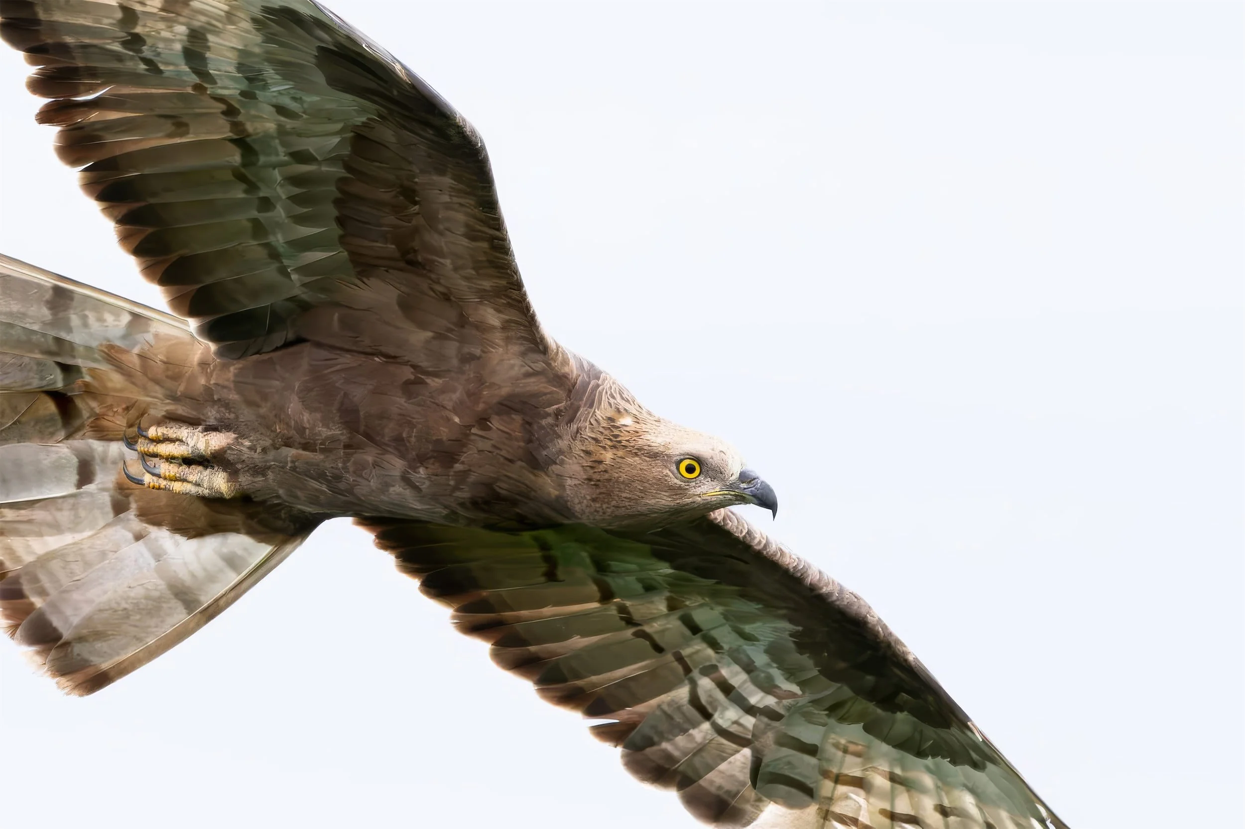 The Honey Buzzards have arrived!