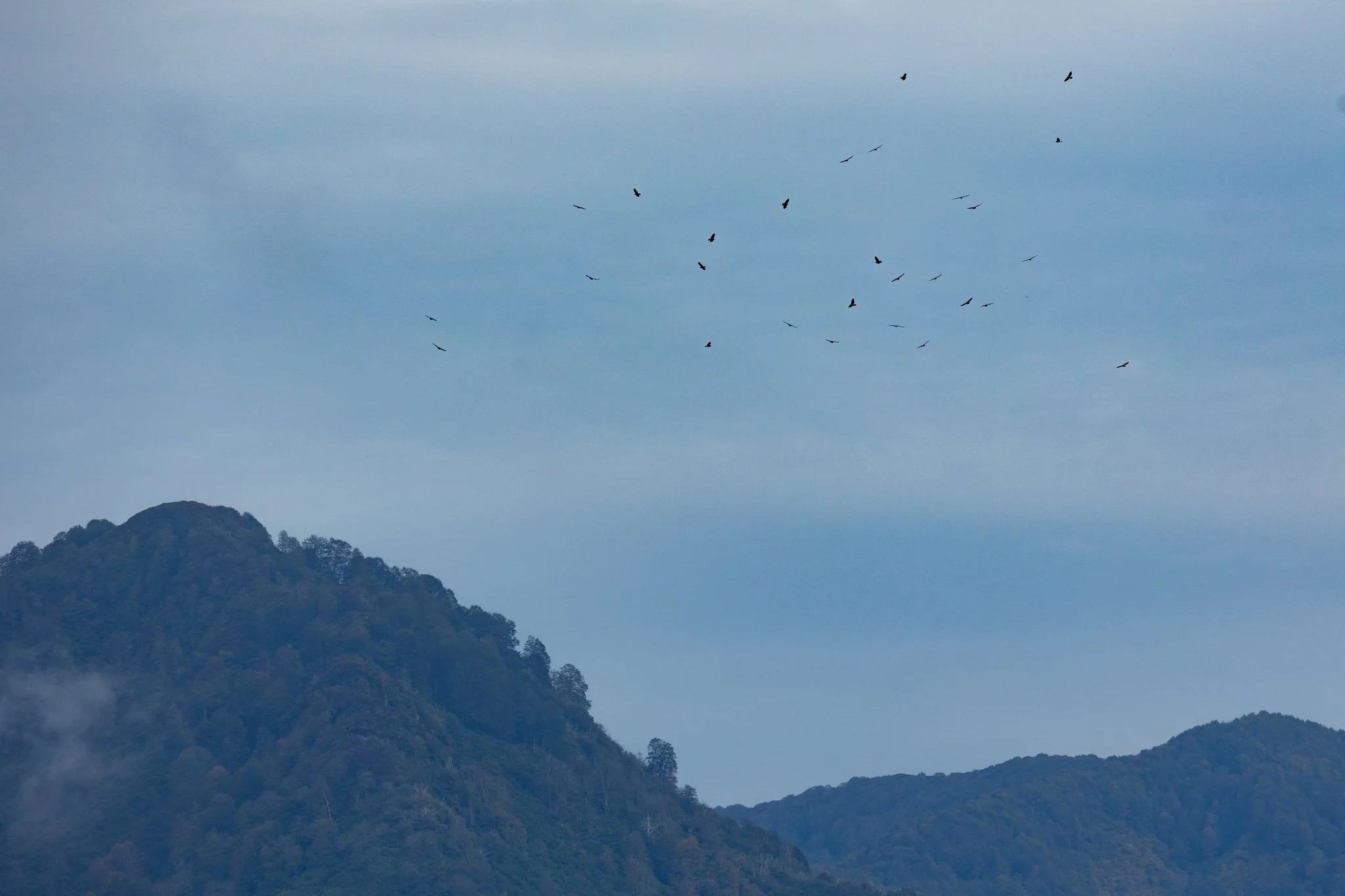 Kettle of Steppe Buzzards slowly soaring up in the east of Station 2. Photo by Filiep T'jollyn.
