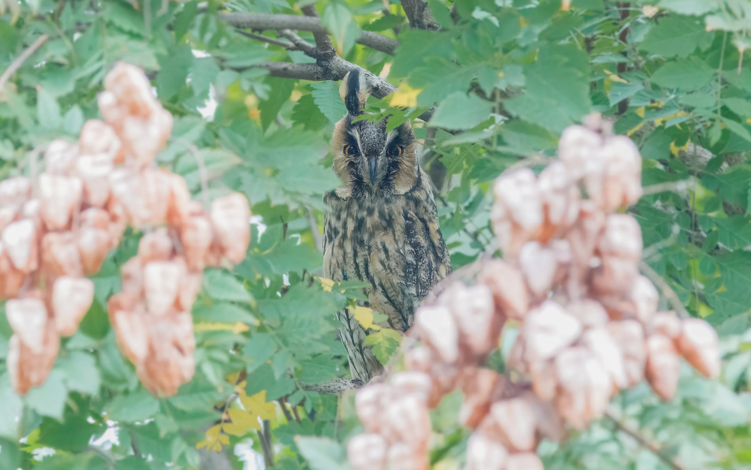 Long-eared Owl. Tohar Tal.