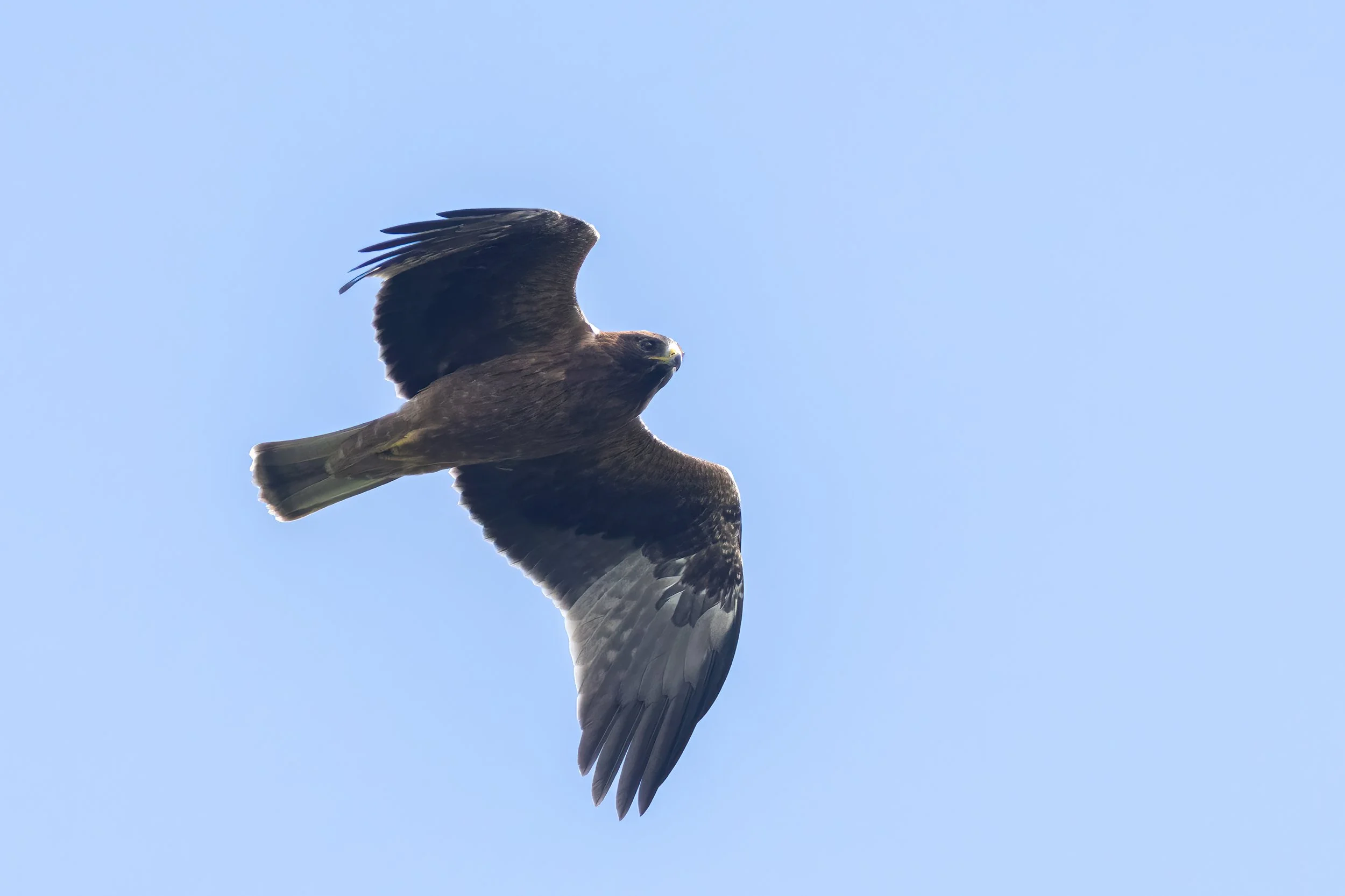 Whereas Booted Eagles are common throughout their range, populations migrating through the Batumi bottleneck are known to contain exceptionally high proportions of dark morphs. Photo by Marc Heetkamp.