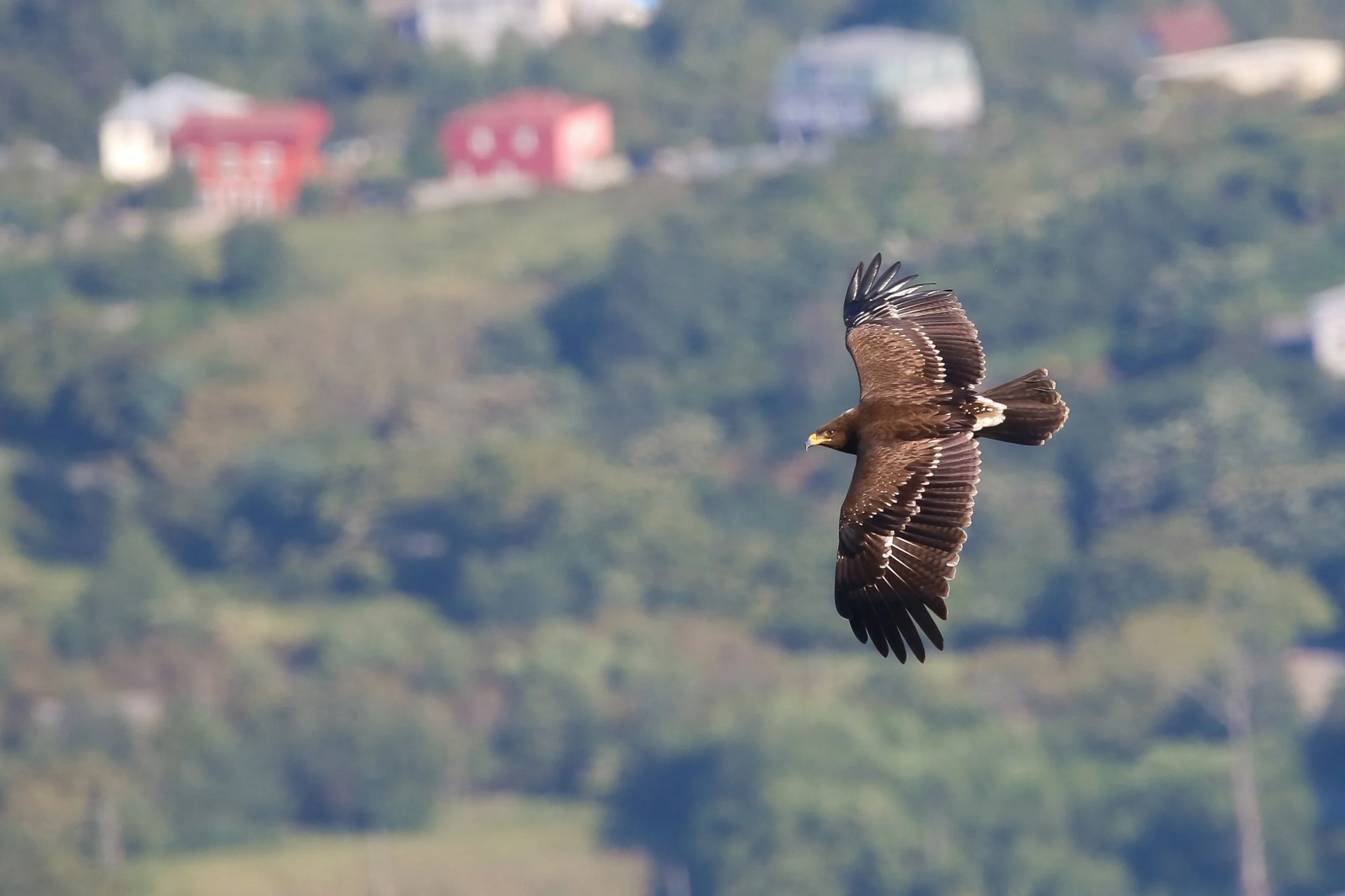 A crisp juvenile Lesser Spotted Eagle showing off. Photo by Sander Bruylants.
