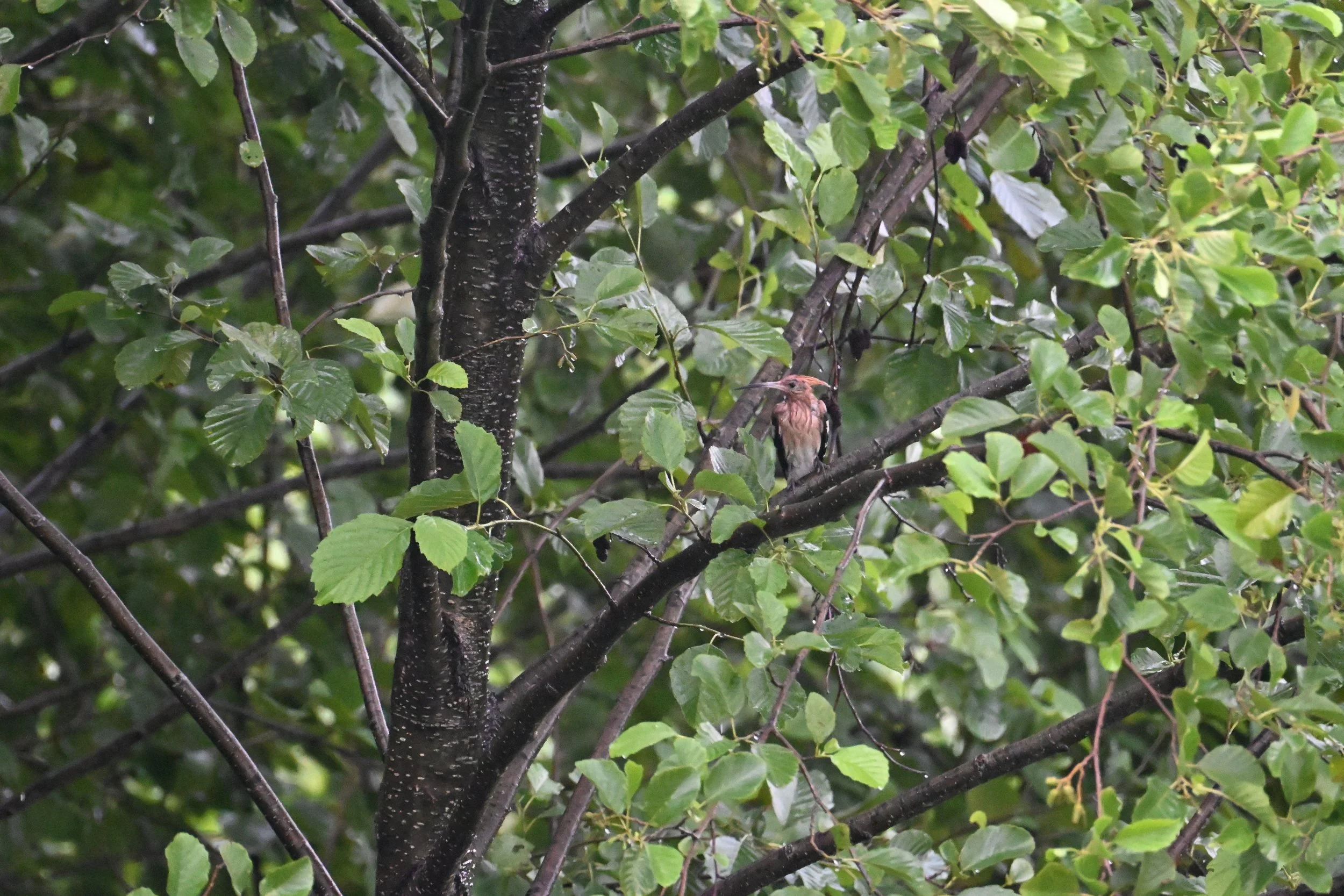 During our many hours standing in the rain on station, we could more than relate to this not-so-fortunate very soggy Hoopoe. Photo by Eva Drukker.