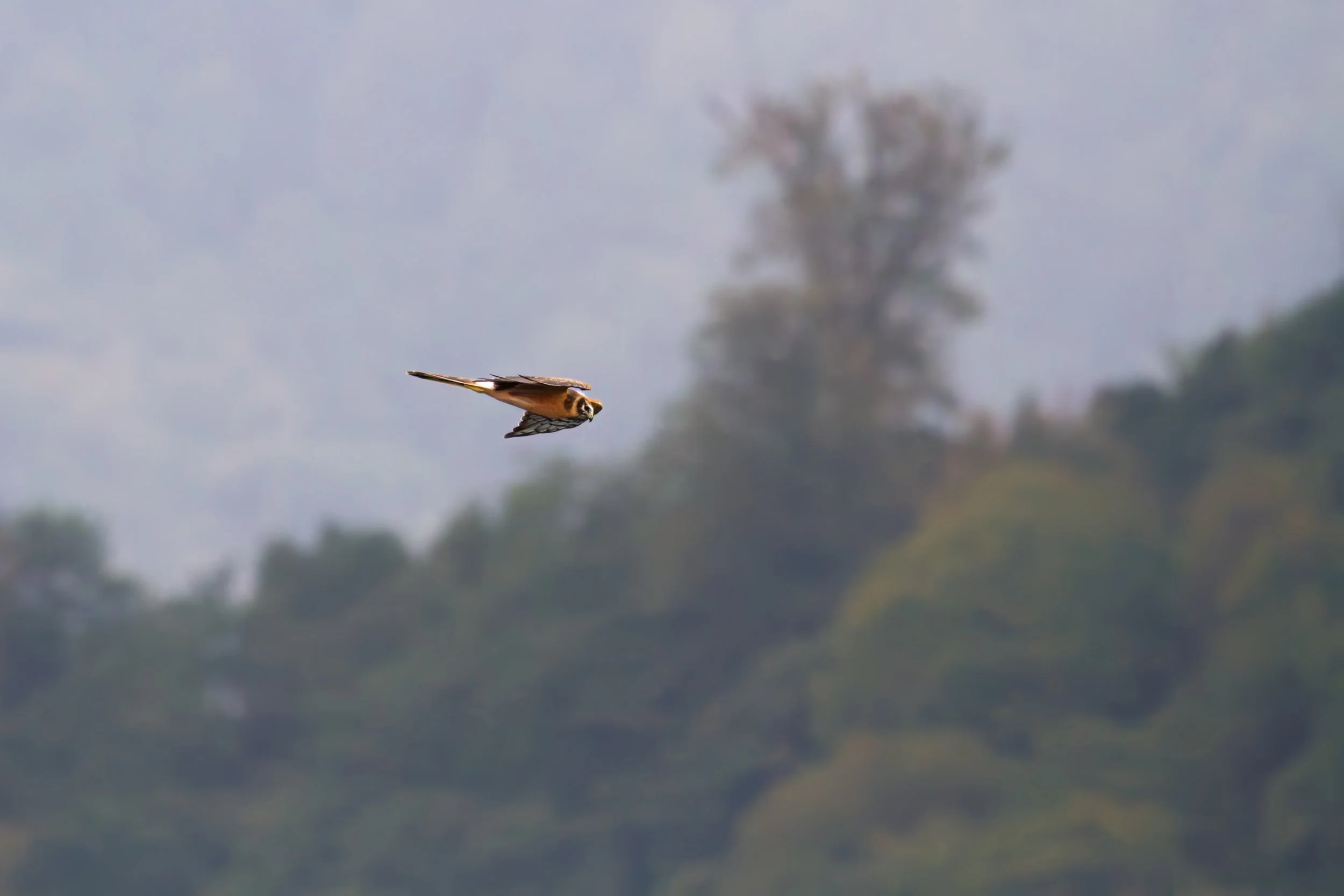 A classic Batumi-view, a juvenile Pallid Harrier flying against the vegetation. Photo by Eduardo Campos Wals.