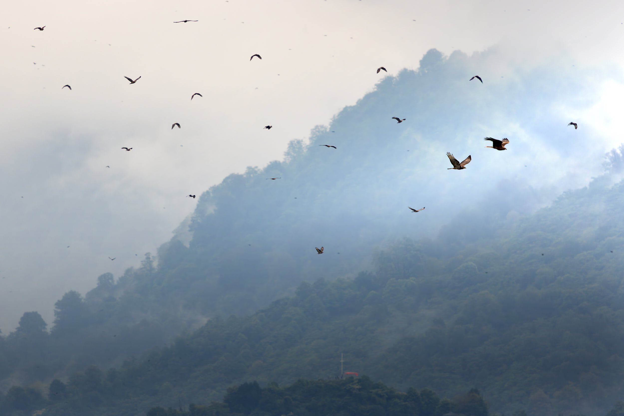 Something remarkable saved the Autumn Count of 2026 — Batumi Raptor Count