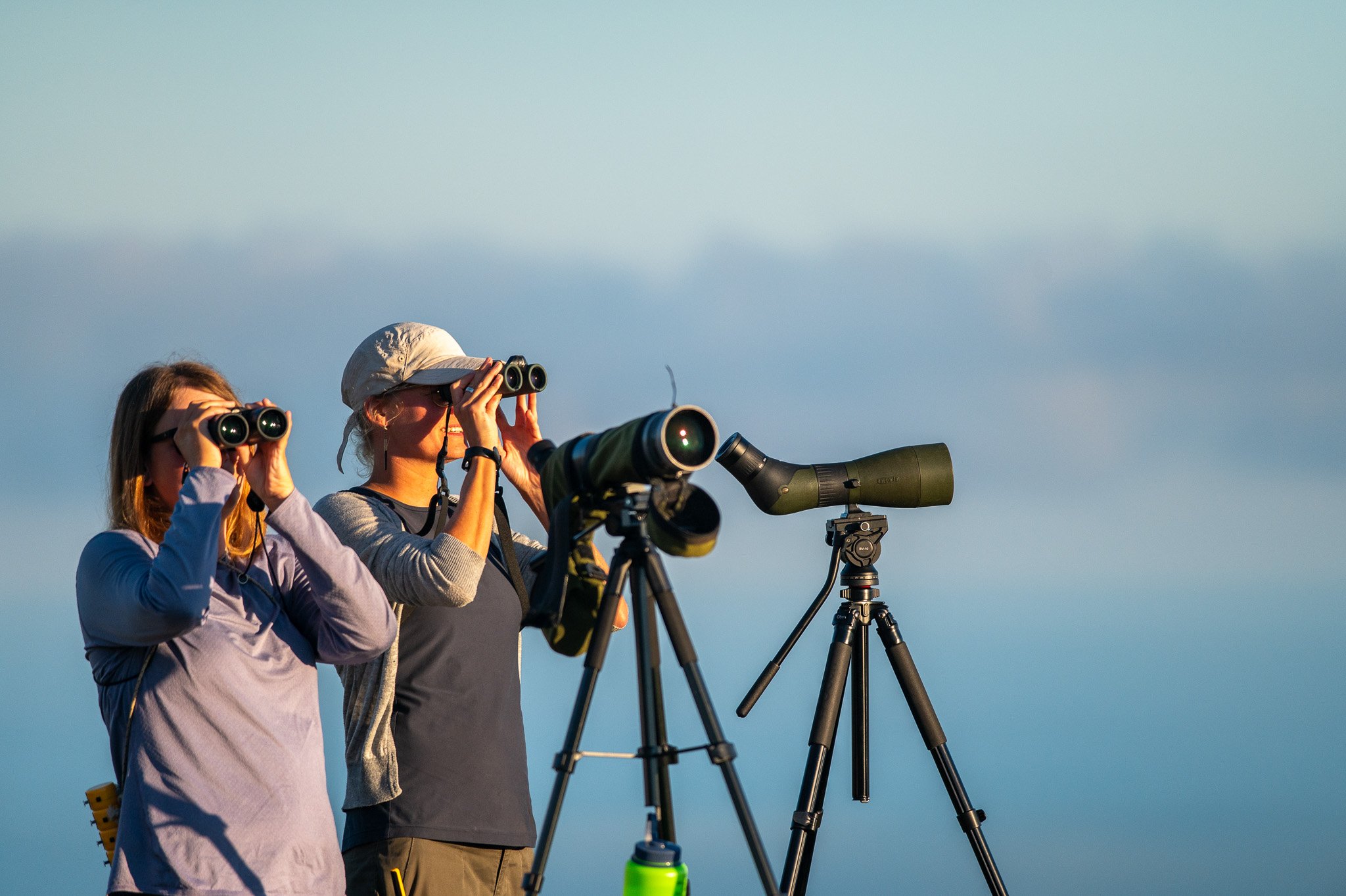 Our counters eagerly searching for the last raptors needed to reach the season total of 1.5 million raptors. Photo by Bertrand Vanderschueren.