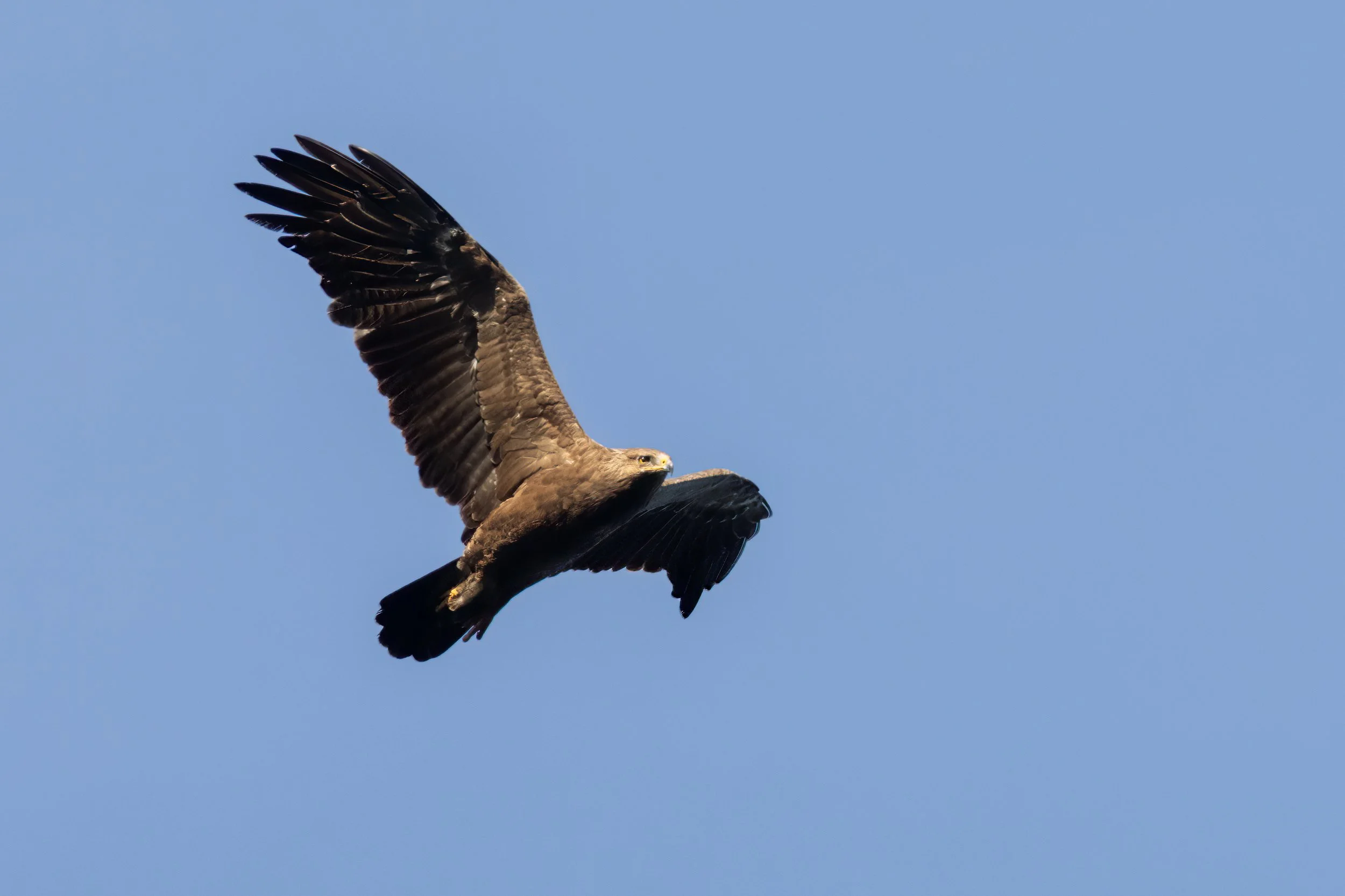 Lesser Spotted Eagles, such as this adult, are among the more entertaining bulk species in October. Photo by Marc Heetkamp.