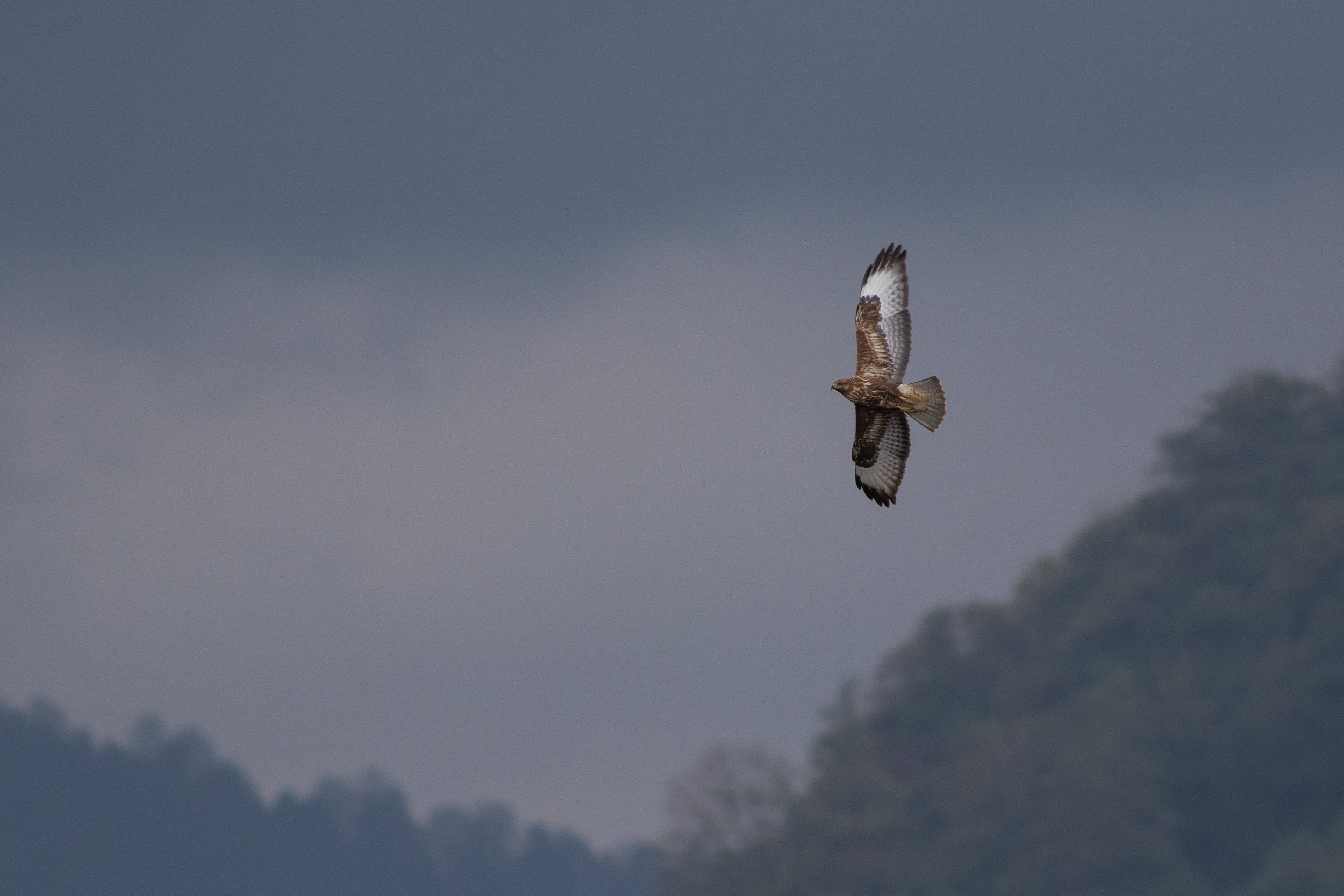 A lonely Steppe Buzzard flying against a backdrop of dark rainclouds moving into the bottleneck. Photo by Richard van Vugt.