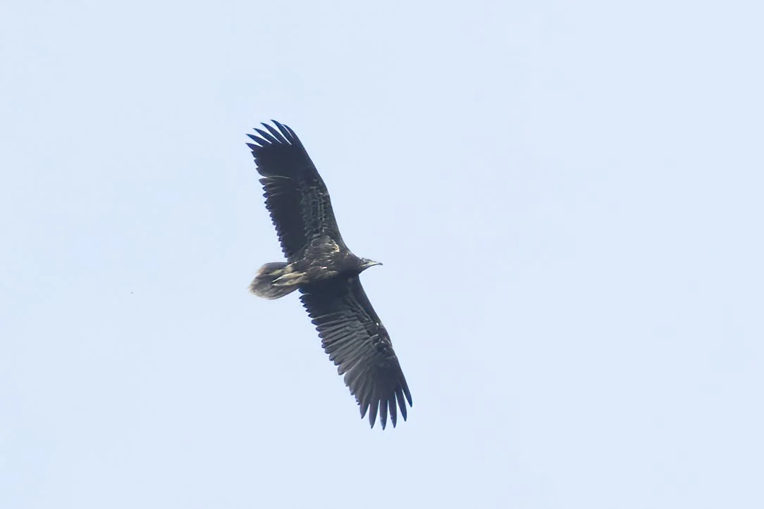 Juvenile Egyptian Vulture cruising over station. Photo by Marc Heetkamp.