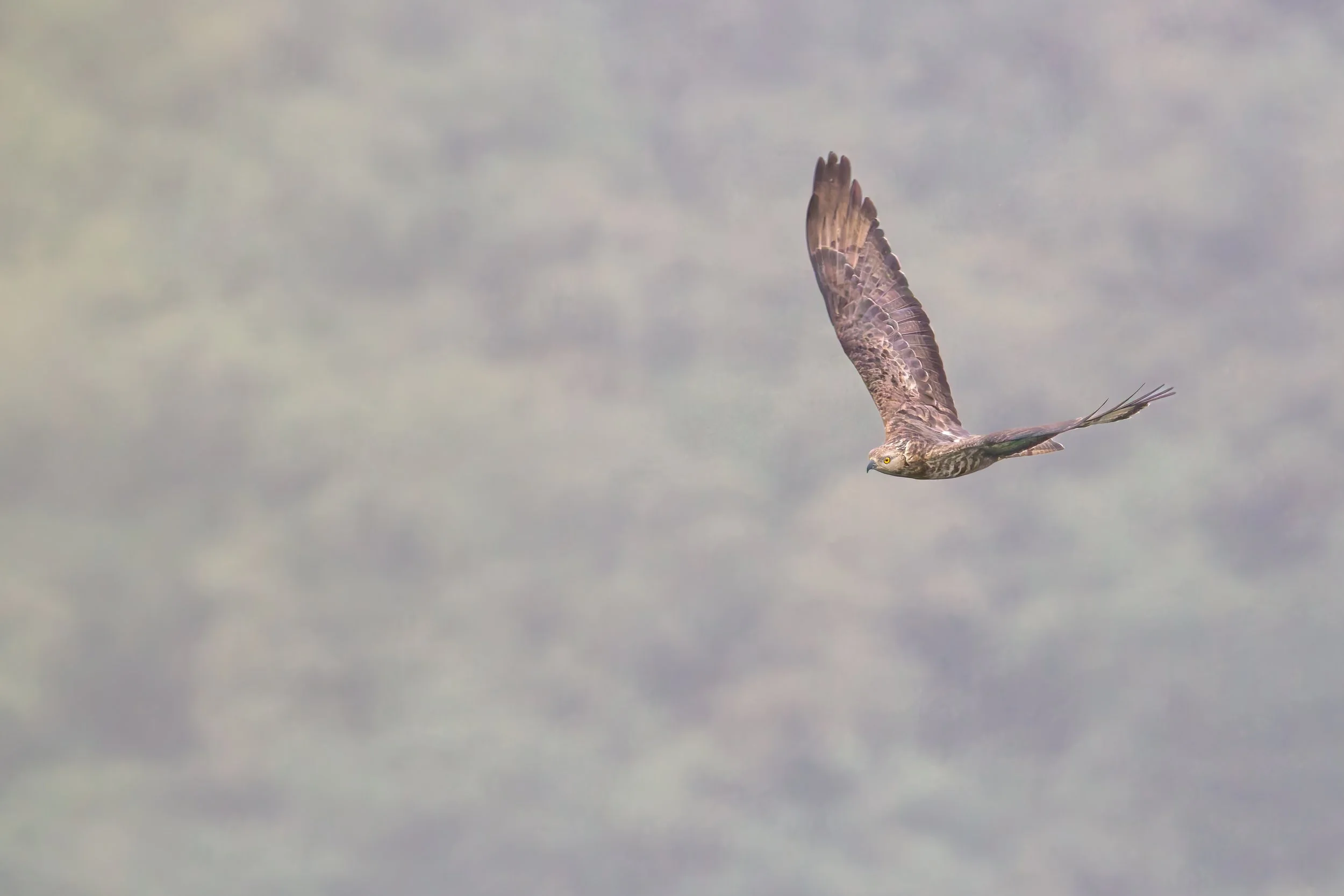 An adult Honey Buzzard battling through the harsh conditions in the Batumi bottleneck. Photo by Eduardo Campos Wals.
