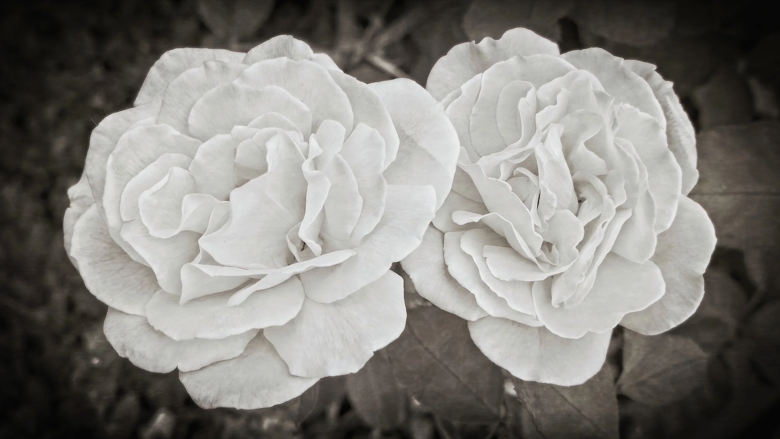 Recovery52 – Week 33 – Two Thieves