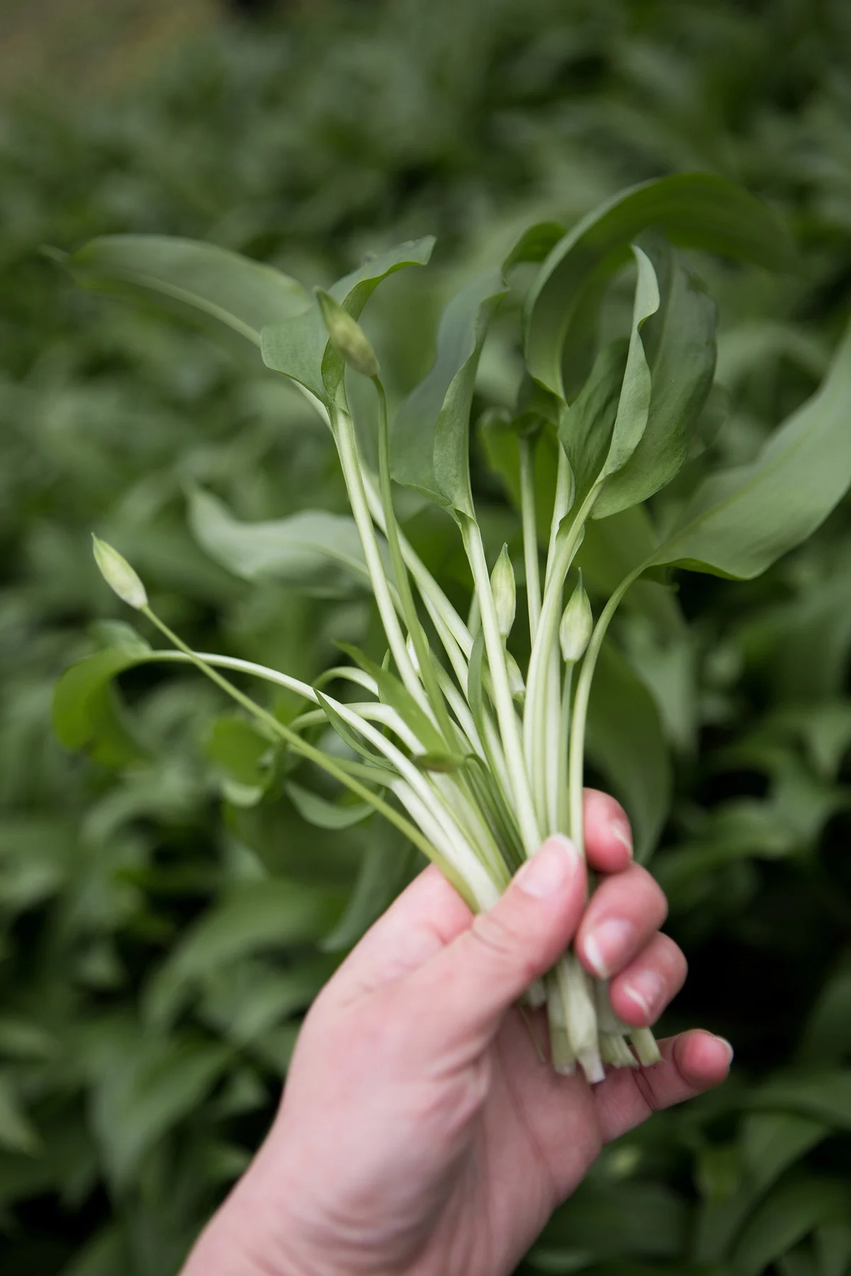 Daylesford_ramsons hand.jpg