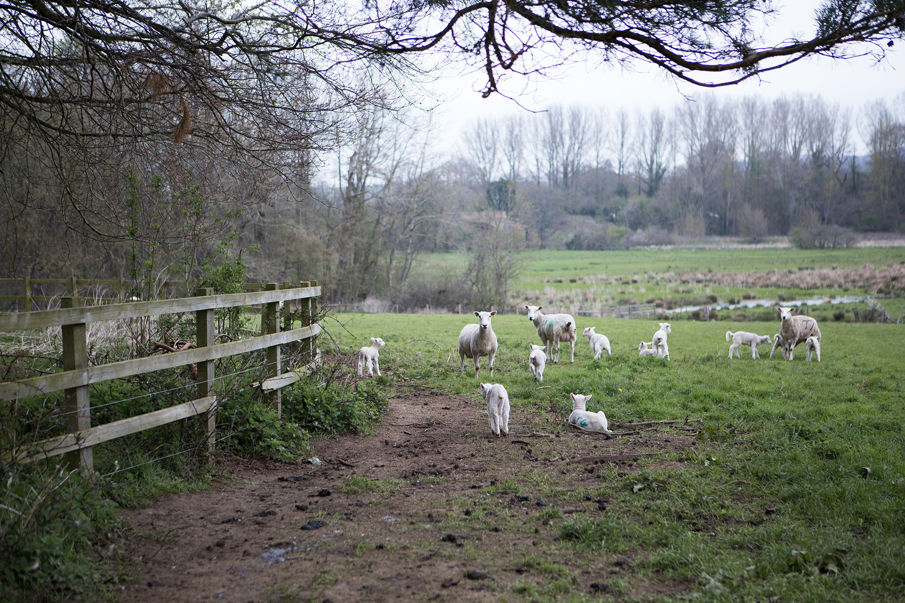 Daylesford_sheep.jpg