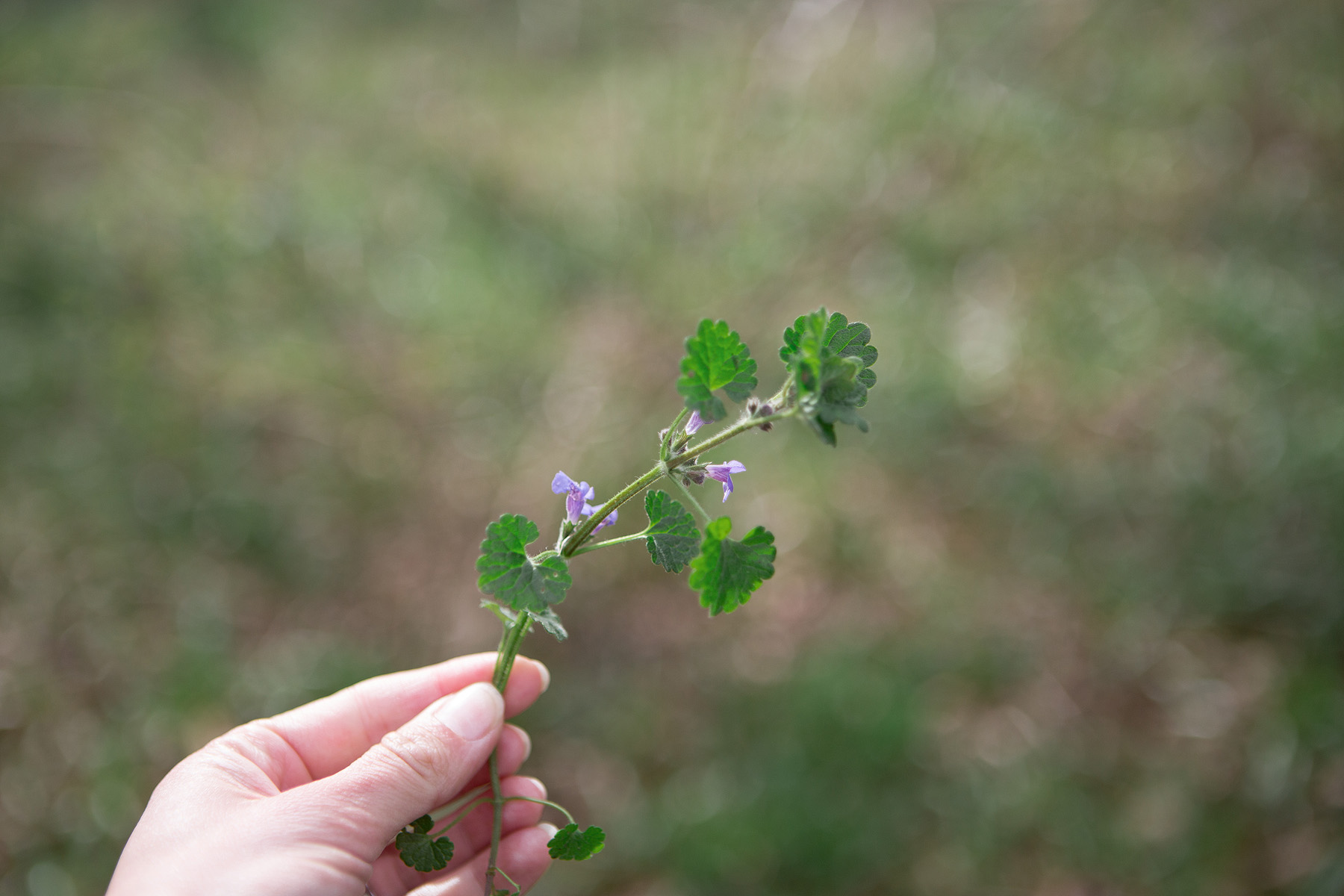 Daylesford_ground ivy.jpg