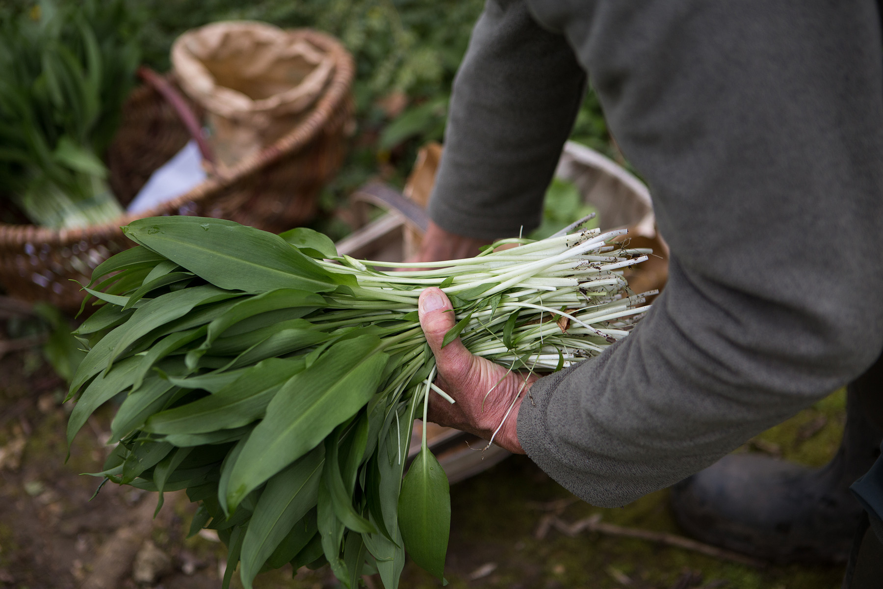 Daylesford_ramsons bunch.jpg