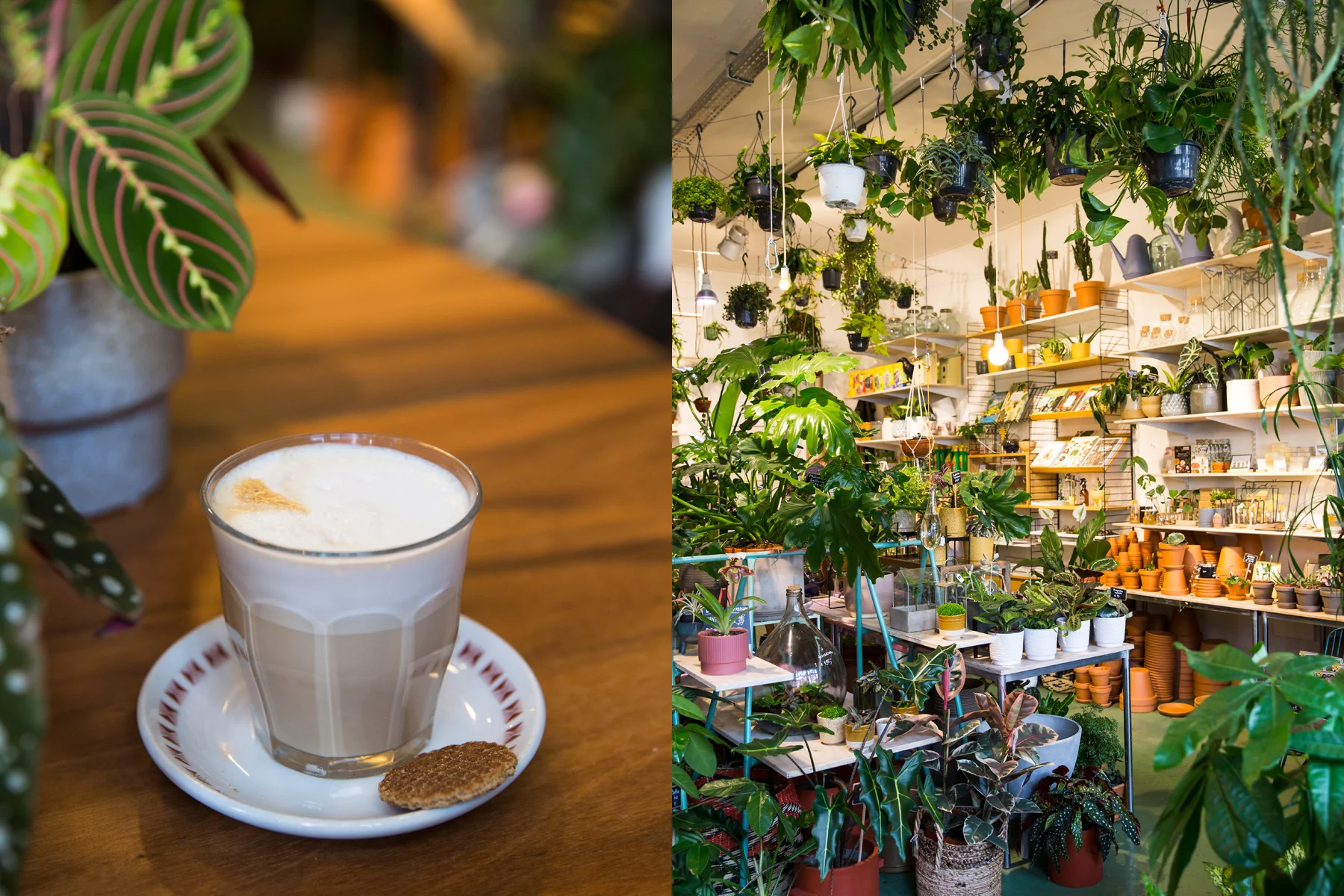 WILDERNIS Plants, coffee and cake… what’s not to love. The interiors of Wildernis, is far more lovely than I’ve seen on Instagram. It’s filled with beautiful ceramics, plant books, gift ideas and of course plants - I wish there had been some way to transport most of this shop home.