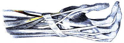 Abductor Pollicis Longus