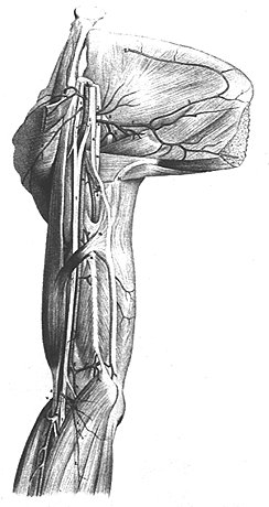 Irregular Muscle Slip Joining Biceps Brachii Arising from the Brachial Fascia Covering Triceps Brachii