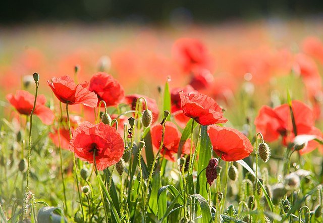 Remembrance Sunday Service - We will remember them!
