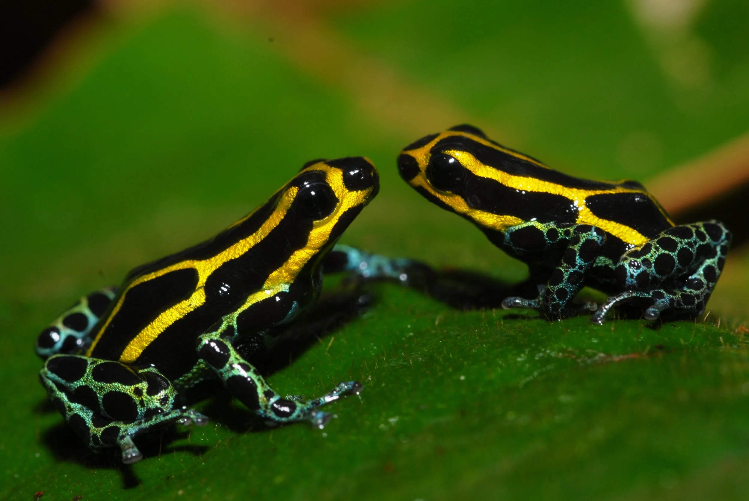 A hundred ways to be a frog