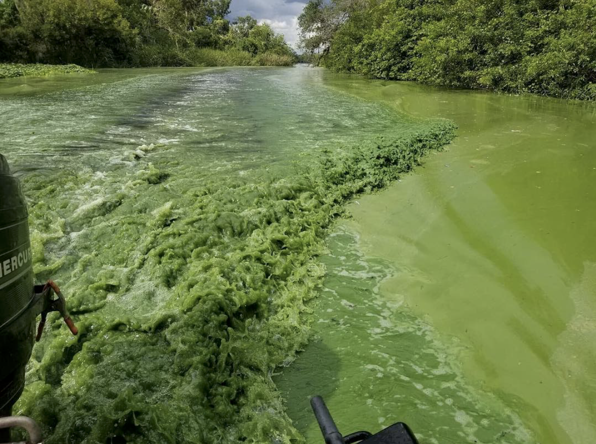 How To Make A Difference In The Fight For The Everglades