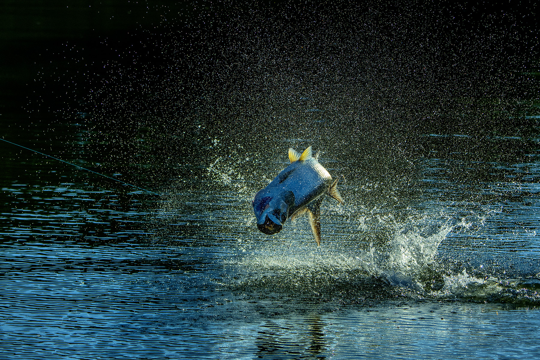 David Mangum - How To Feed A Tarpon