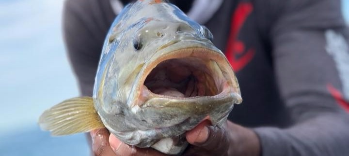 Latimer_FishMouth.jpg