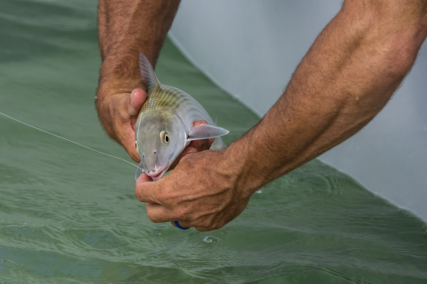 How To Chum For Bonefish
