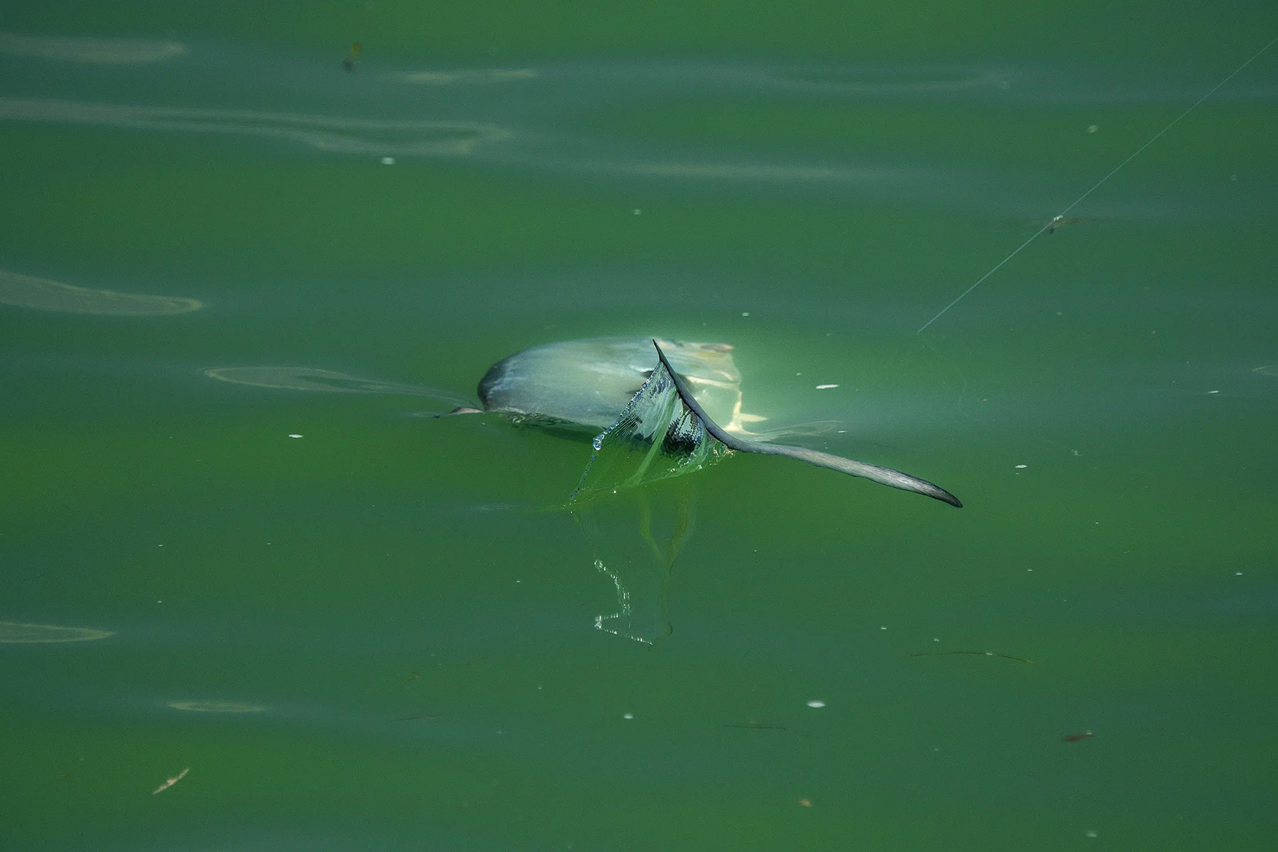 How To Catch A Permit With A Spinning Rod