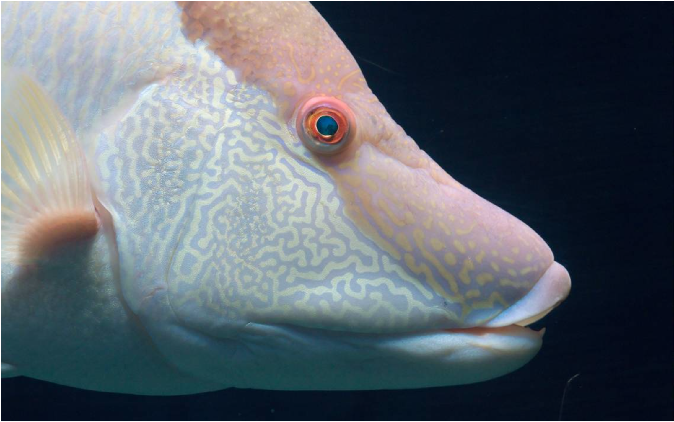 Dr. Lori Schweikert - The Science Of Fish Vision