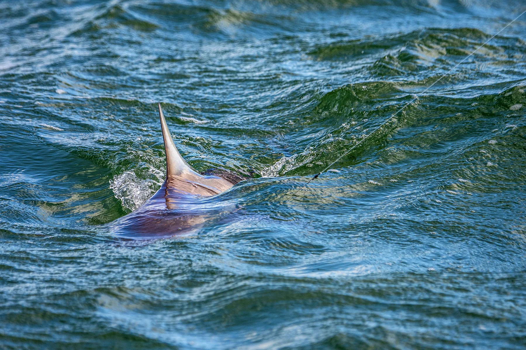 How To Chum For Sharks