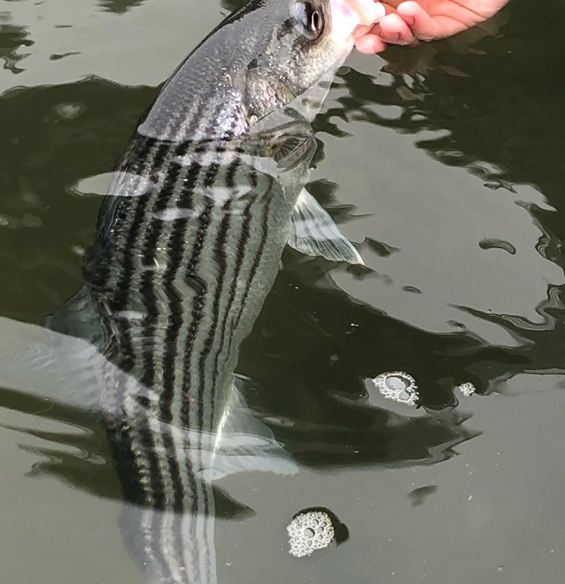 Hooked In New England - The Future Of The Striped Bass