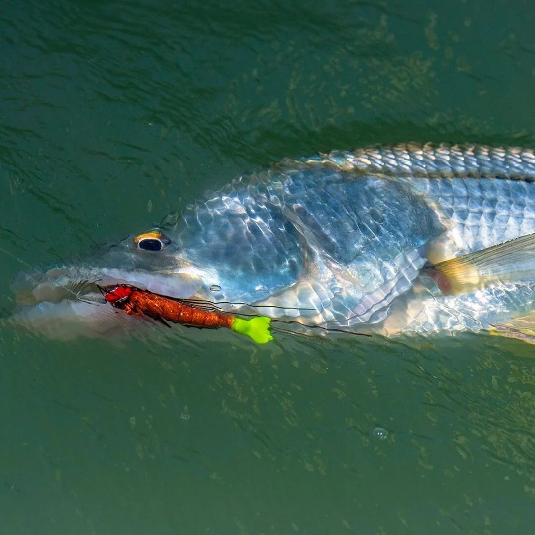 Everglades Snook A-Z Ft. Capt. Anthony Vargas
