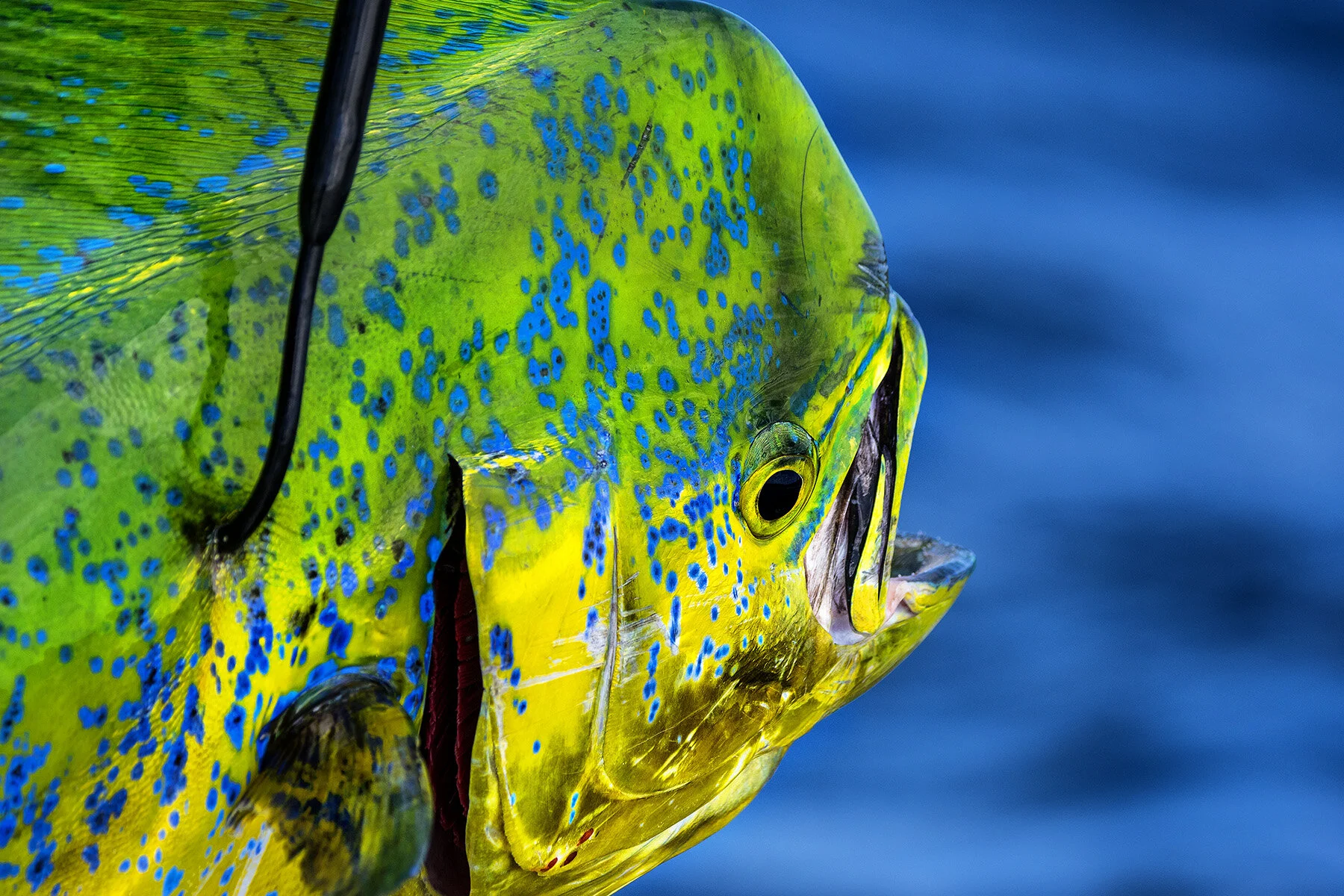 HOW 2 TUESDAY - Dolphin Fishing 101 with Capt. Brandon Simmons