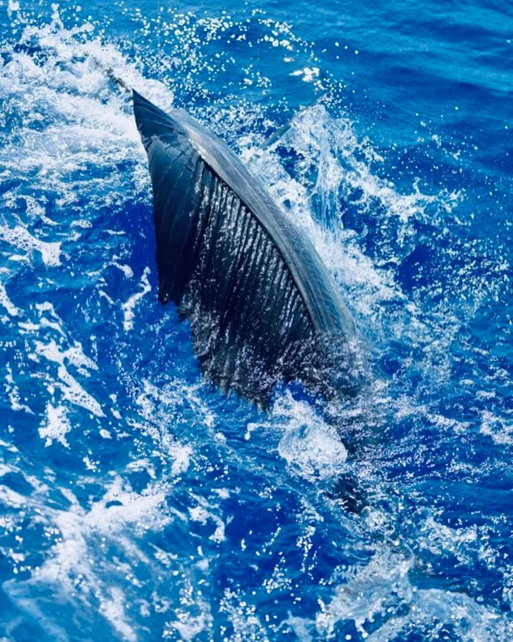 HOW 2 TUESDAY - Setting the Florida Keys Record For Most Sailfish In A Day And How You Can Do It Too Ft. Capt. Brandon Simmons