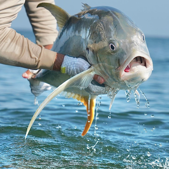 Jennifer Rehage &amp; Carissa Gervasi - FIU Fisheries Lab, Biscayne Bay, Everglades, and Jack Crevalle
