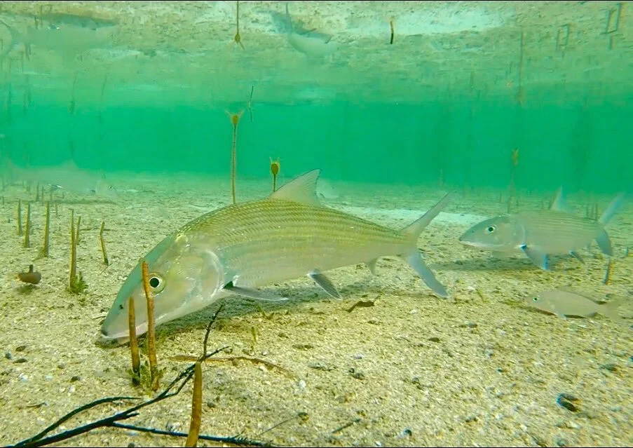 8 Bonefish Flies You Must Have In Your Box