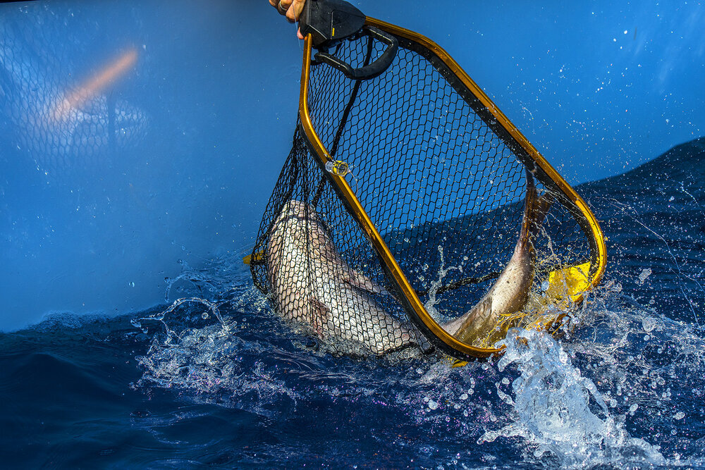 How To Choose A Landing Net For Saltwater Fishing — Tom Rowland