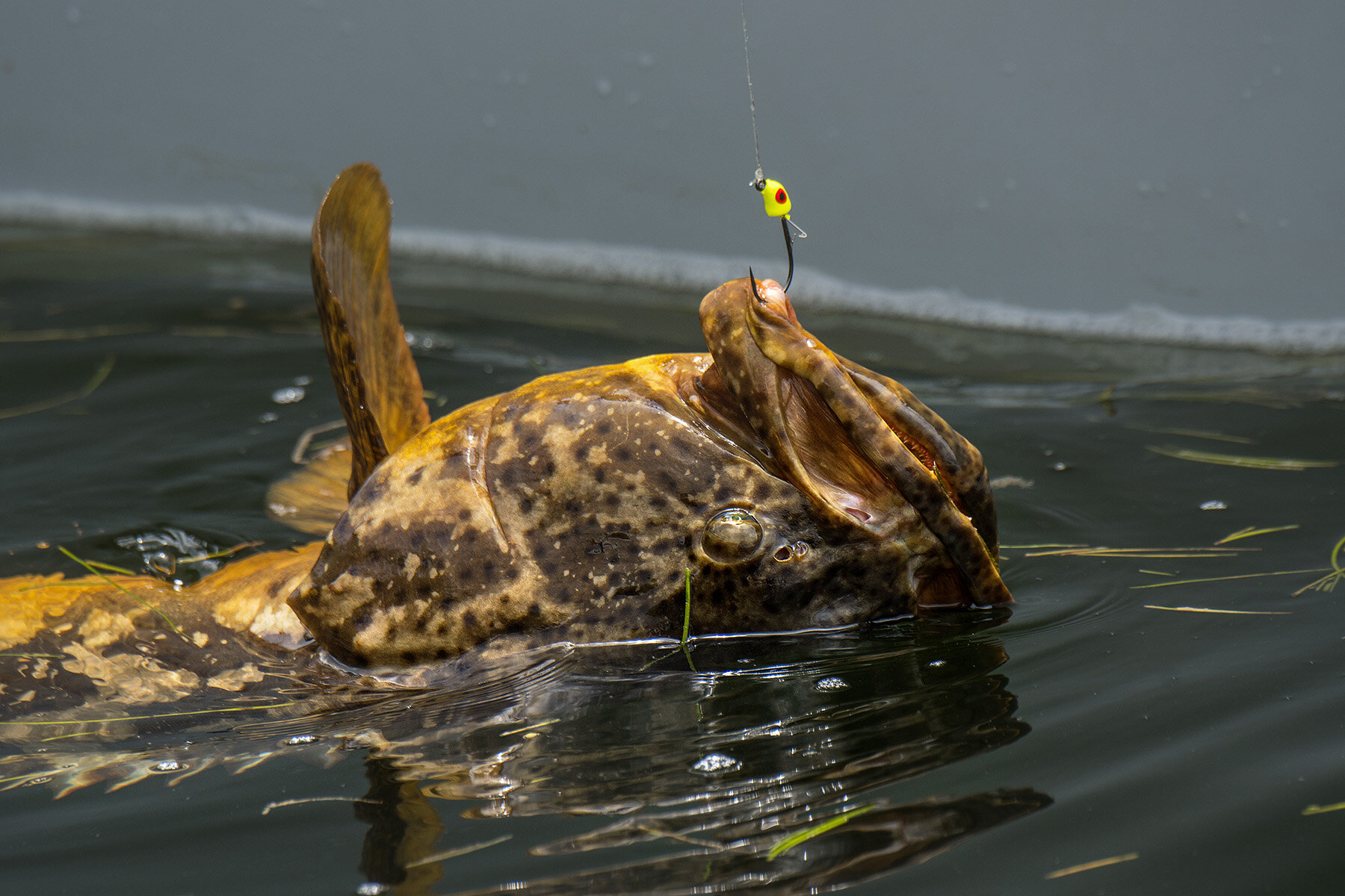 How To Catch Juvenile Goliath Grouper In The Mangroves