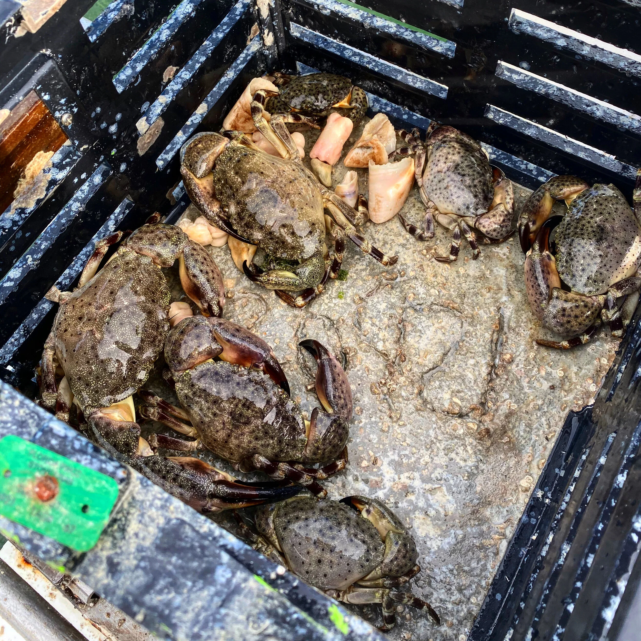 How To Have Success Trapping Stone Crabs