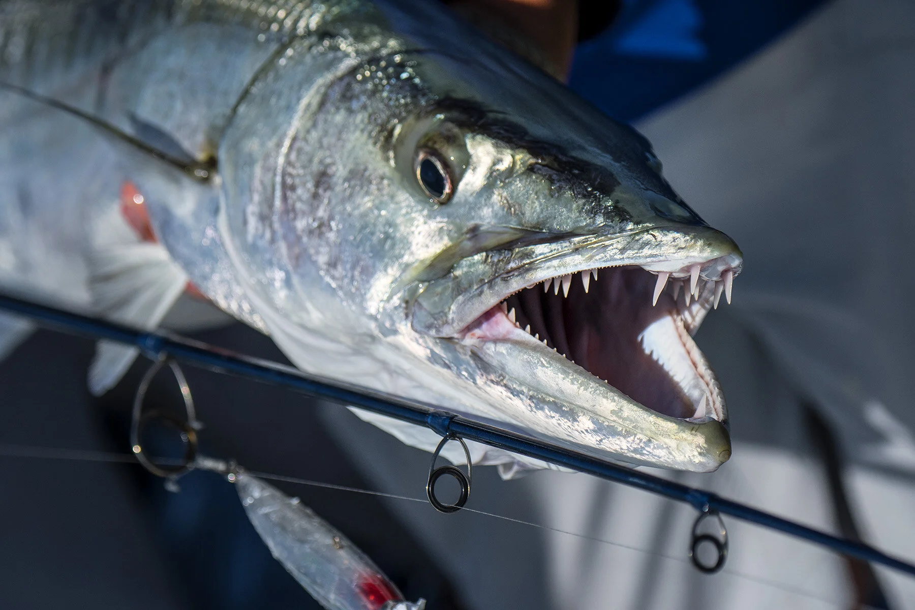 How To Make The Perfect Barracuda Lure